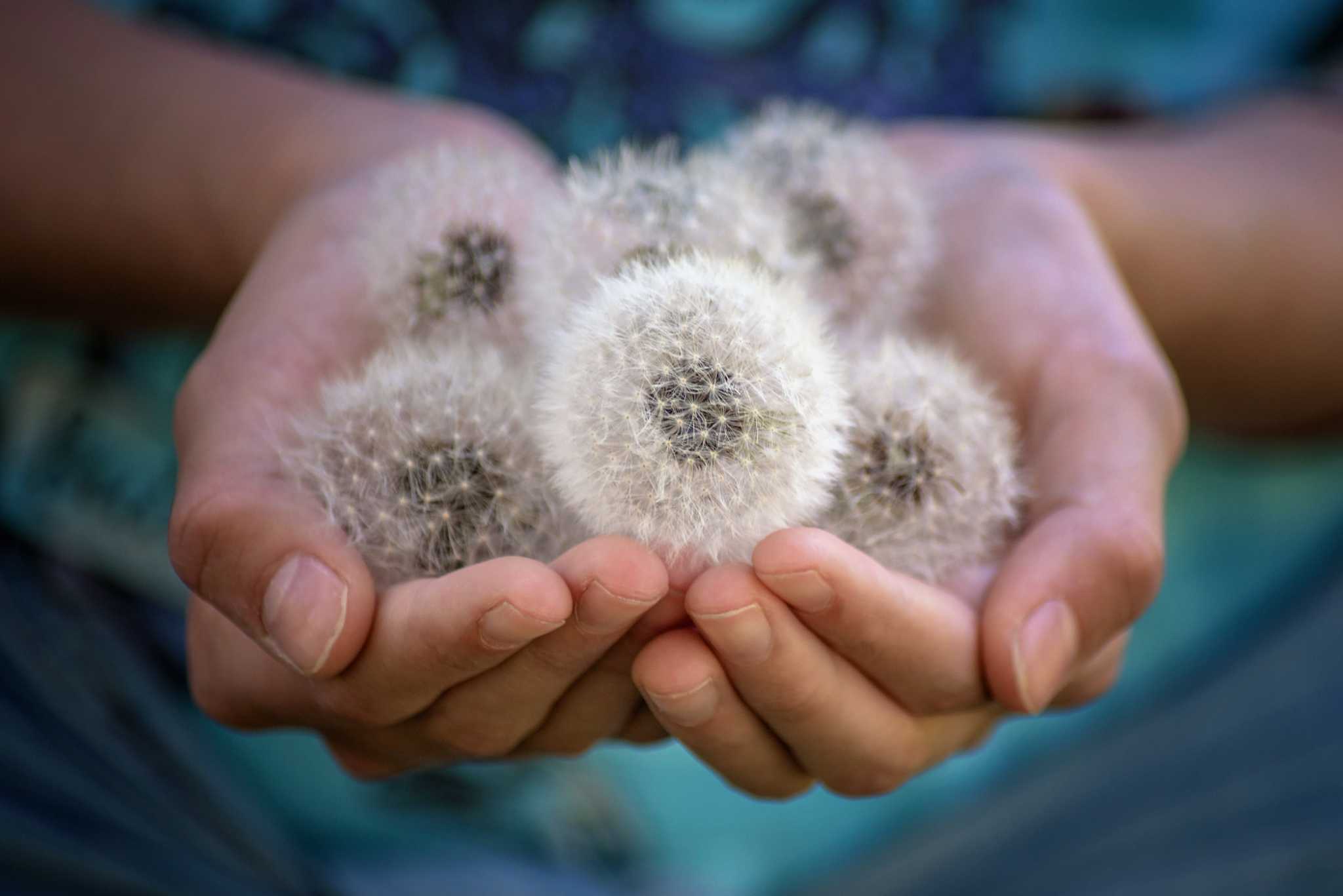 How to Grow Dandelions Indoors in Pots