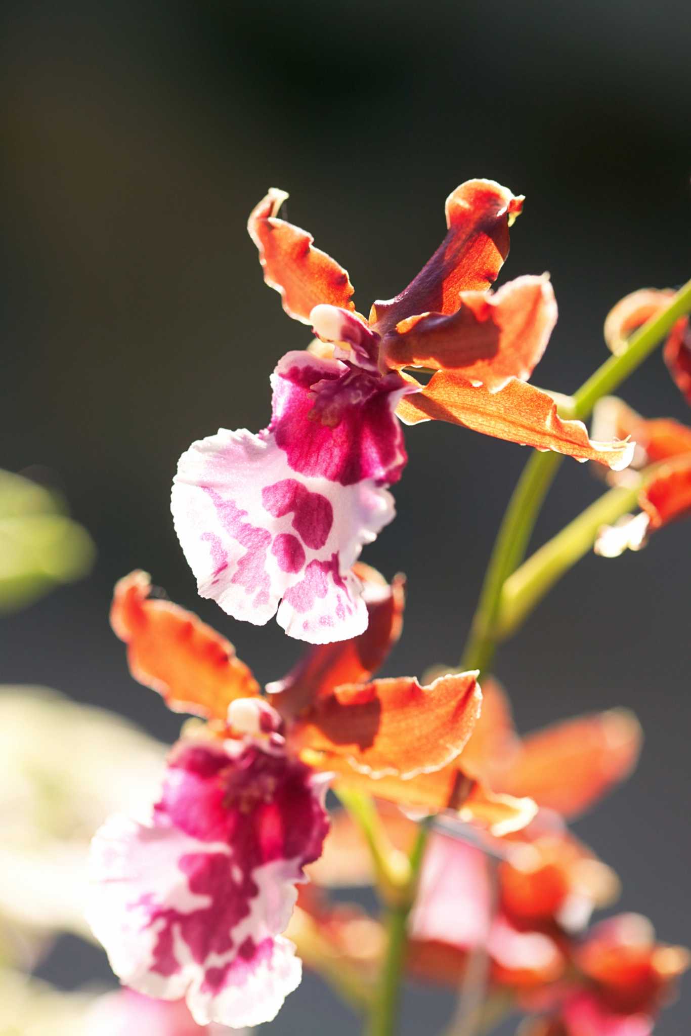 How to Care for Blooming Orchid Plants