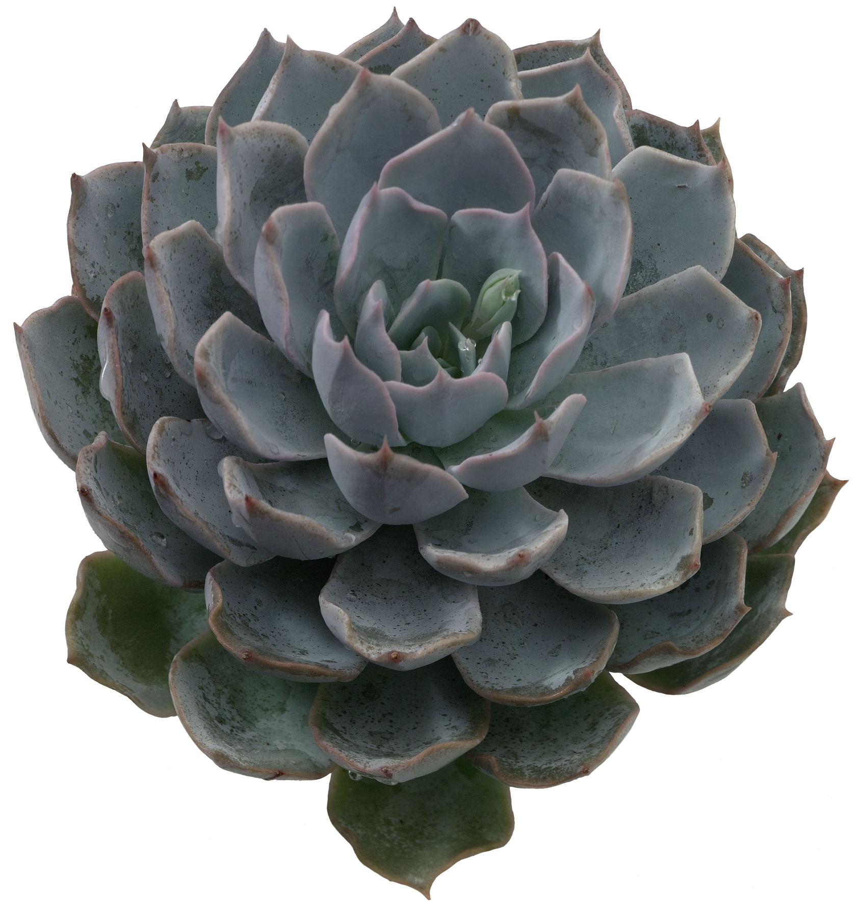 How to Prune Dead Leaves From Succulents