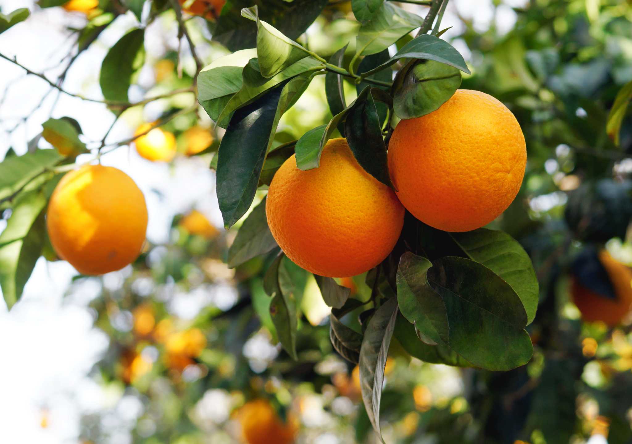 How to Care for a Calamondin Orange Tree