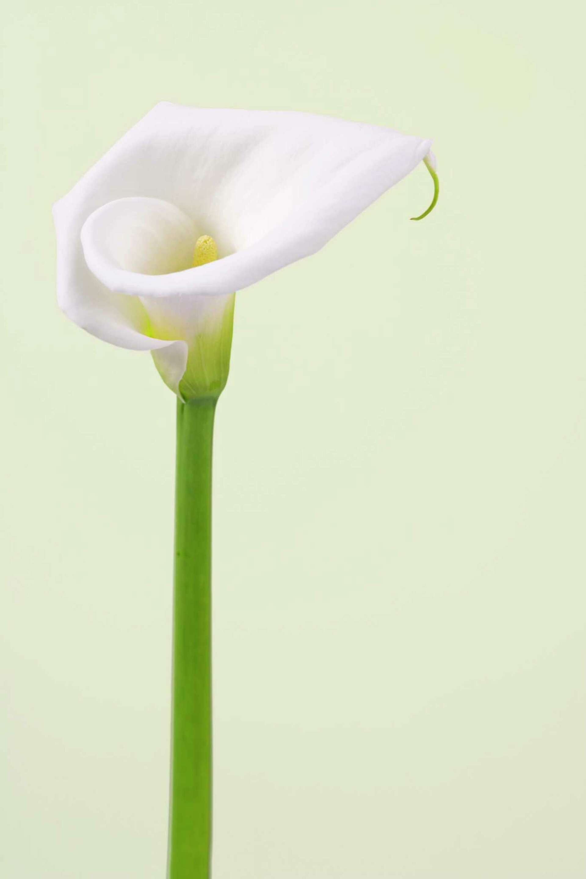 How to Care for Calla Lilies After Frost Damage, image size:1920x2880