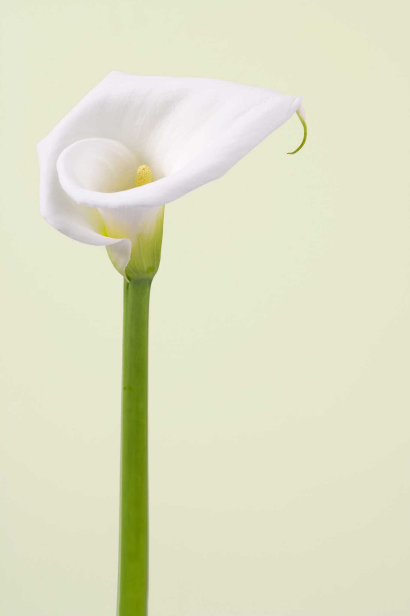 How to Care for Calla Lilies After Frost Damage