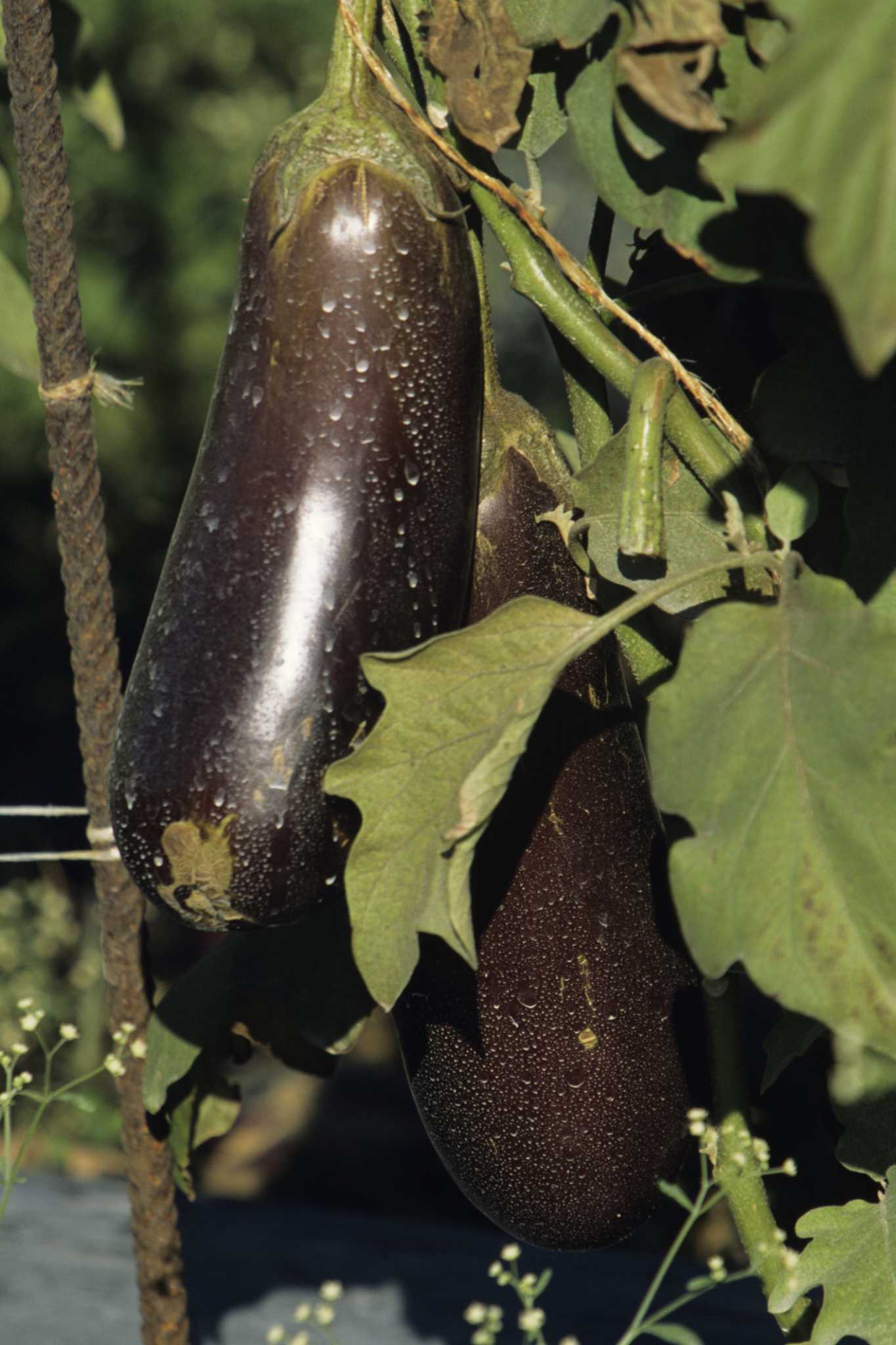 How to Identify Black Beauty Eggplant Leaves