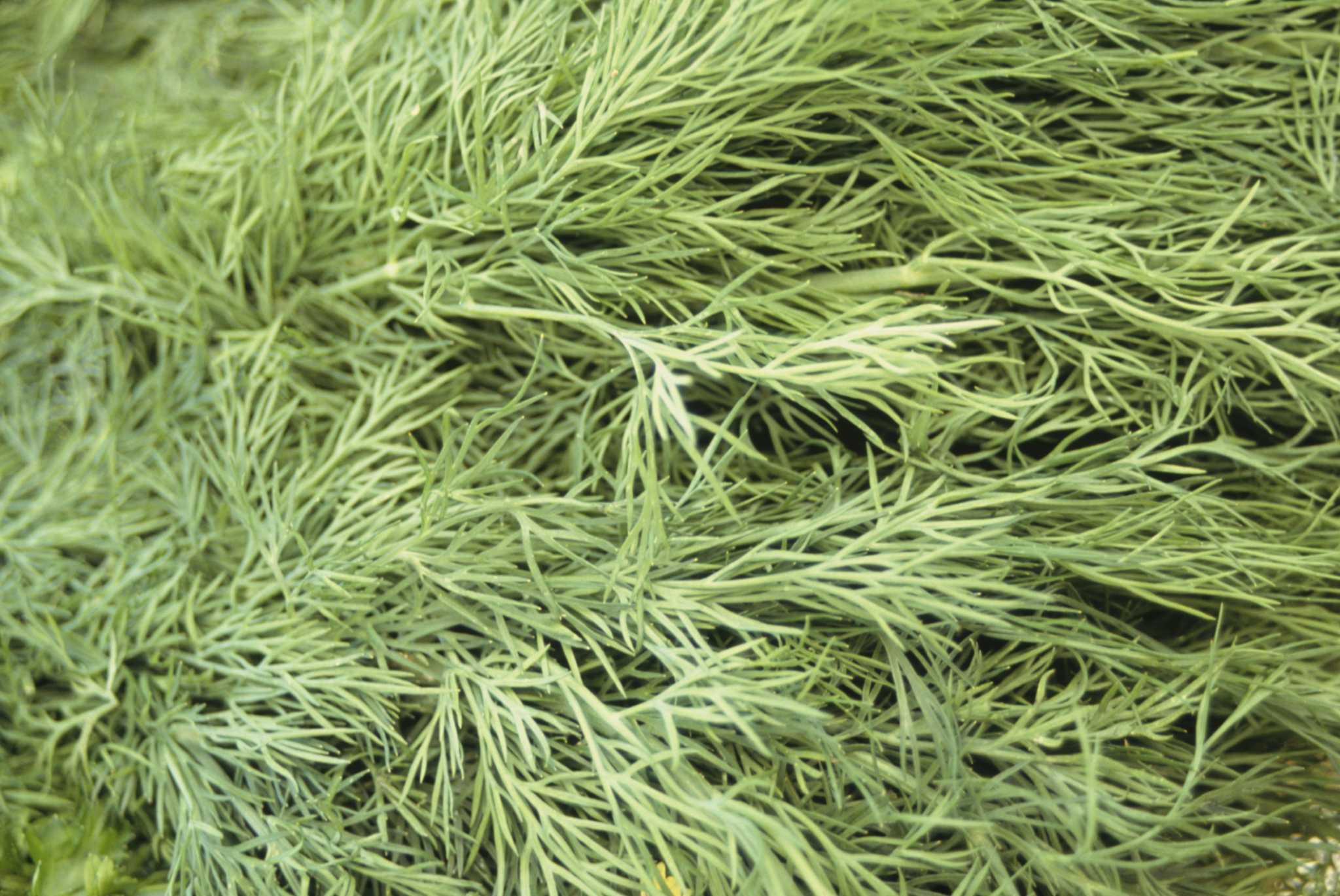 How to Grow Fernleaf Dill