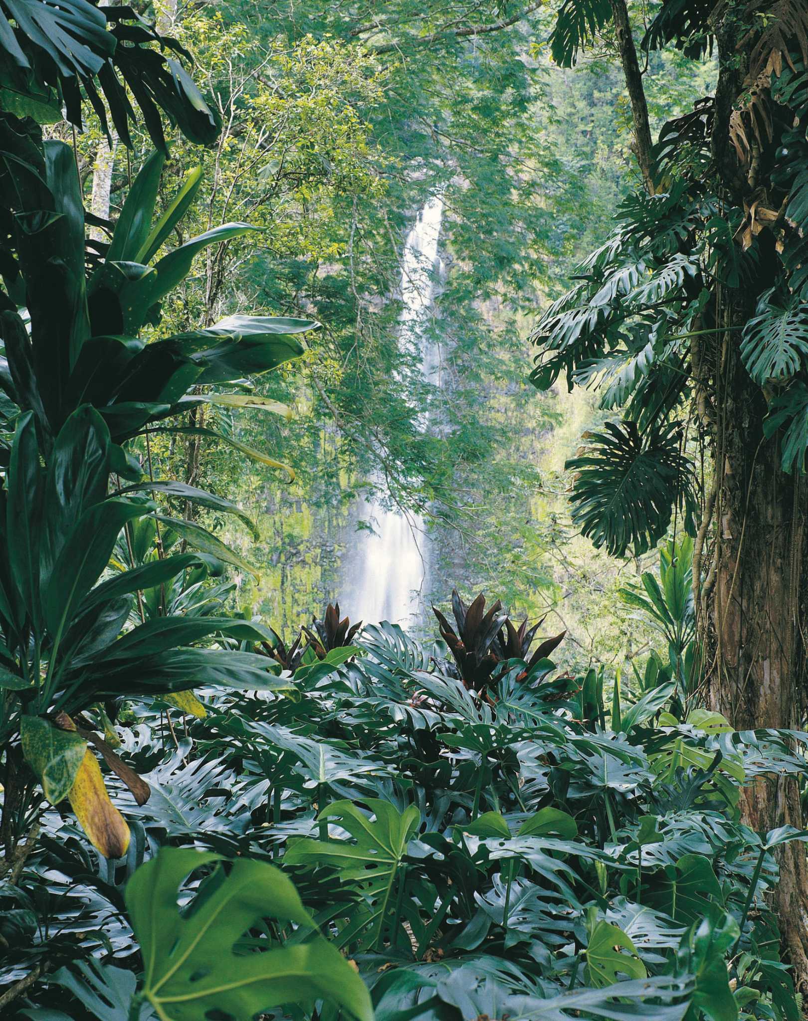 How to Propagate Swiss Cheese Philodendron