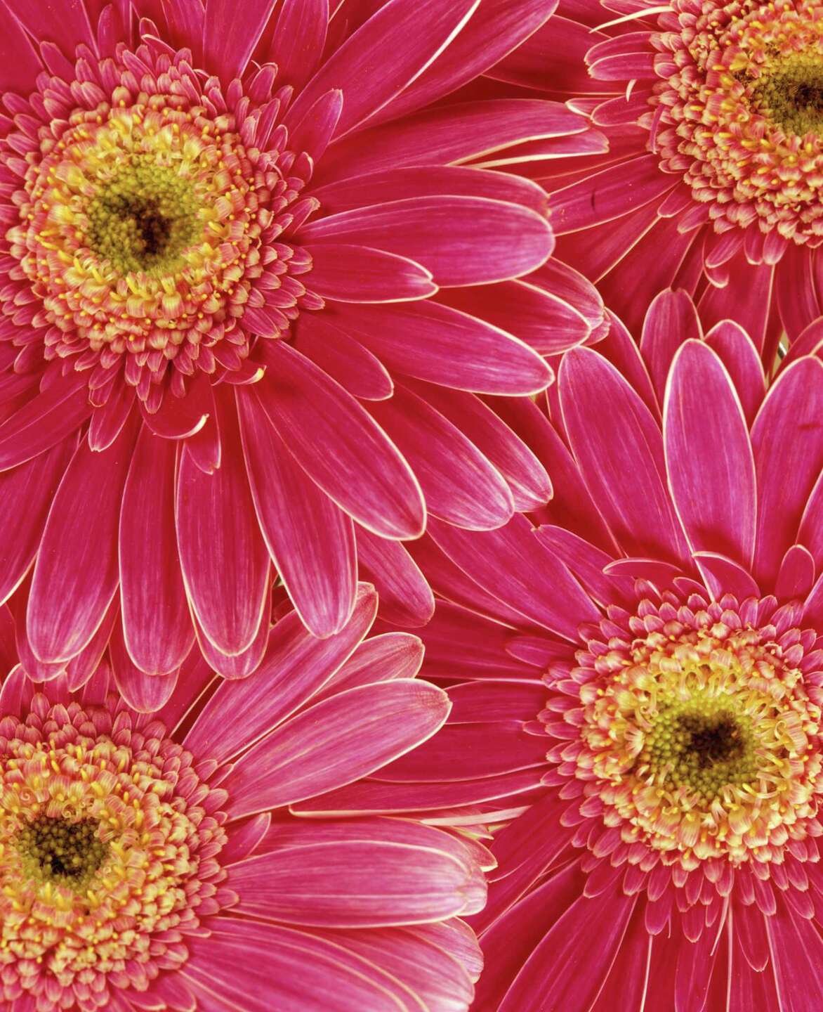 How to Keep Fresh Cut Gerber Daisies From Wilting