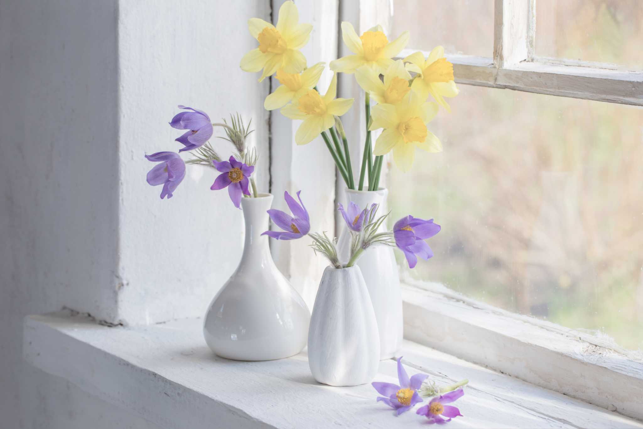 How to Care for Daffodils Indoors