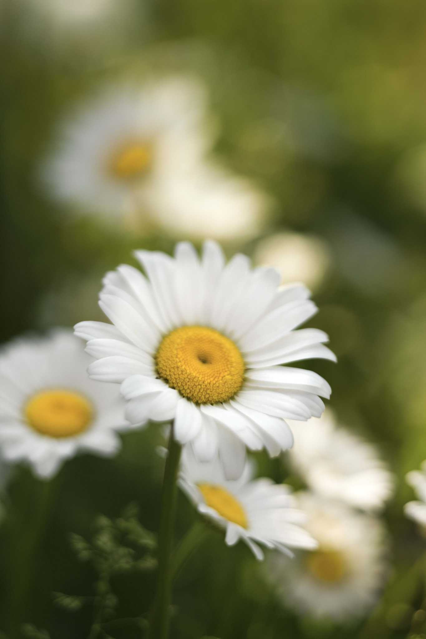 How to Take Care of Daisy Flowers