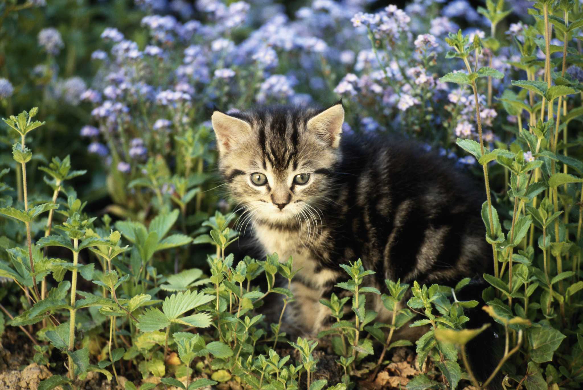 Keep cats from using sales garden as litter box