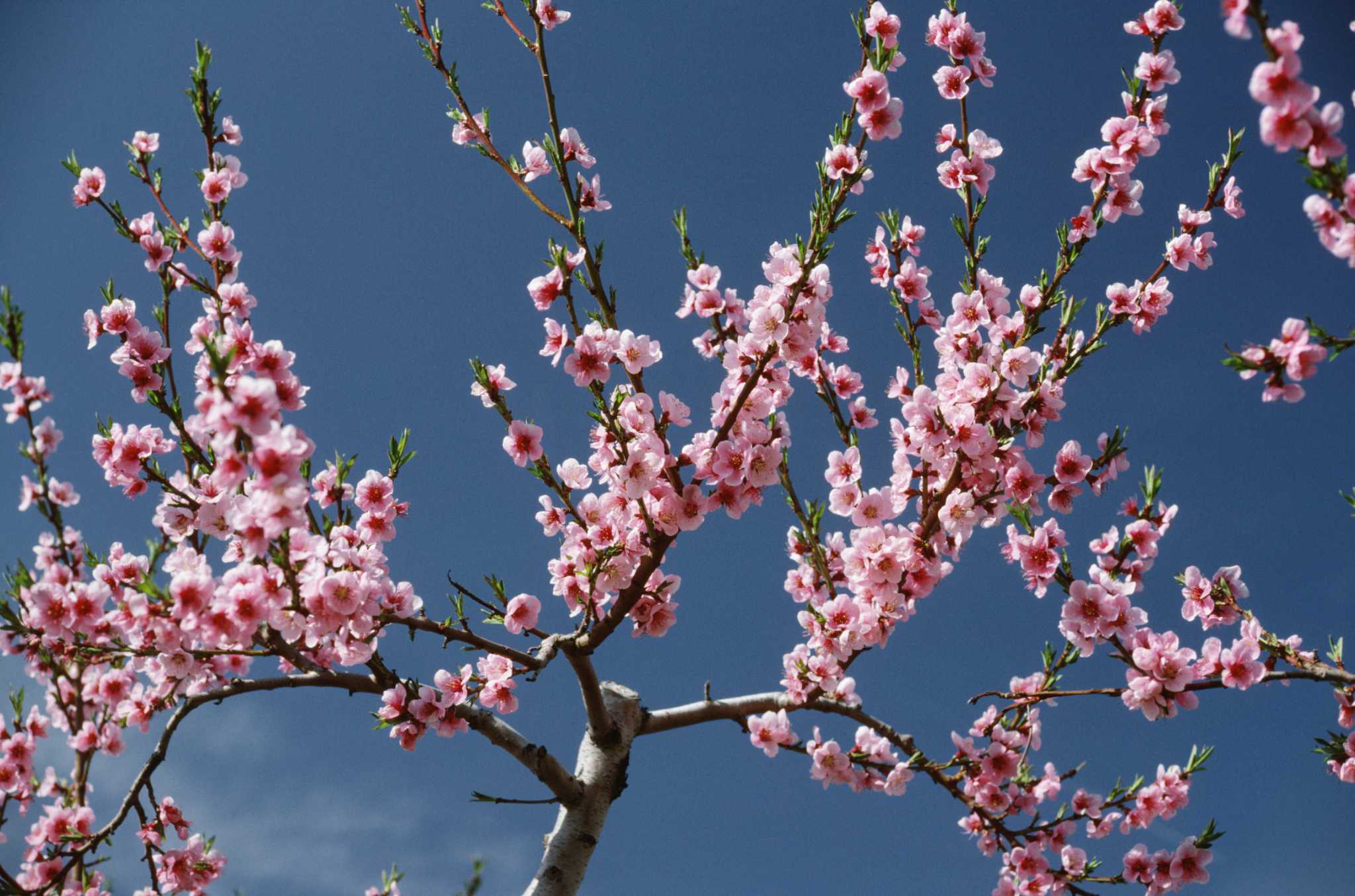 How to Care for Elberta Peach Trees