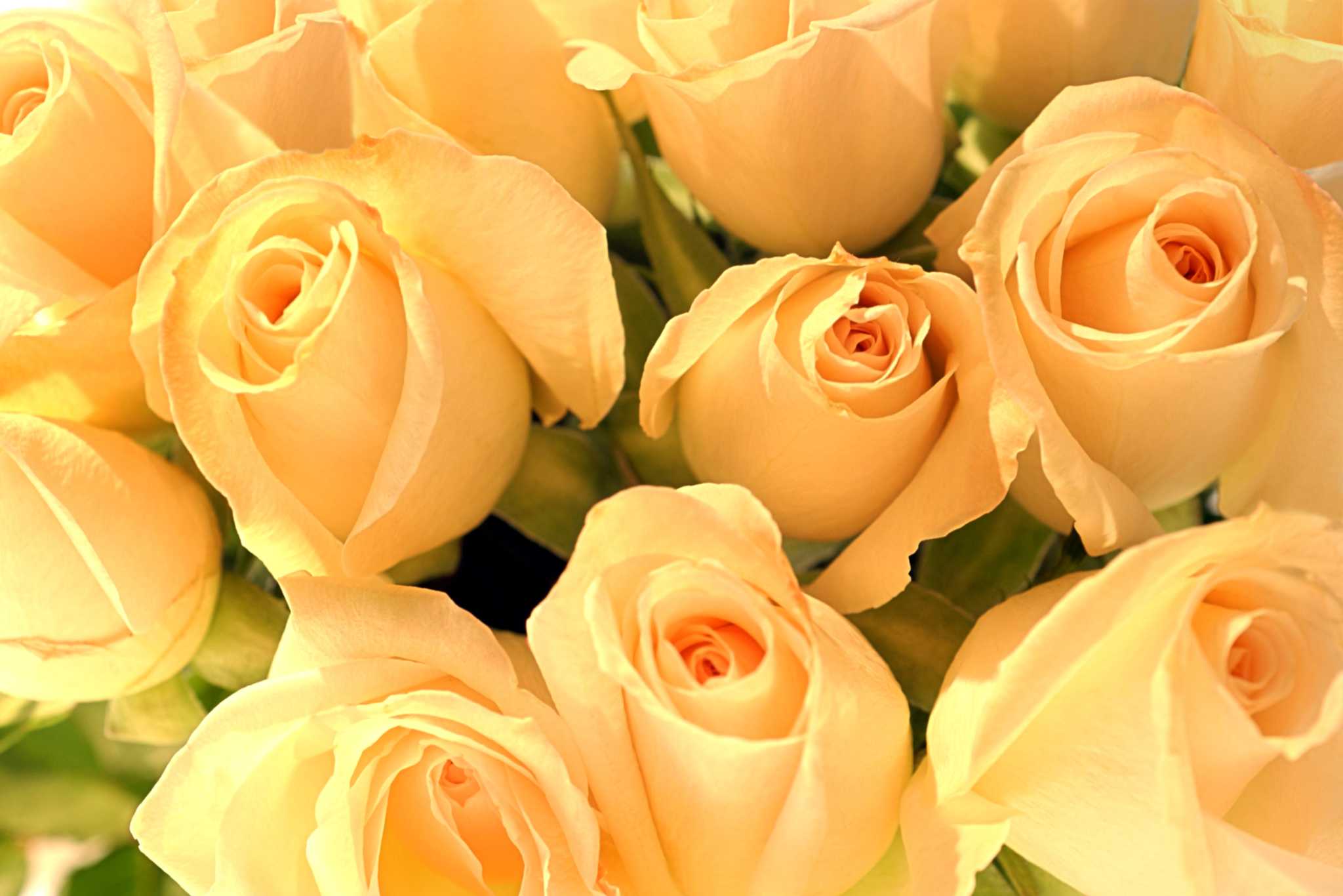 How to Care for EverBlooming Roses