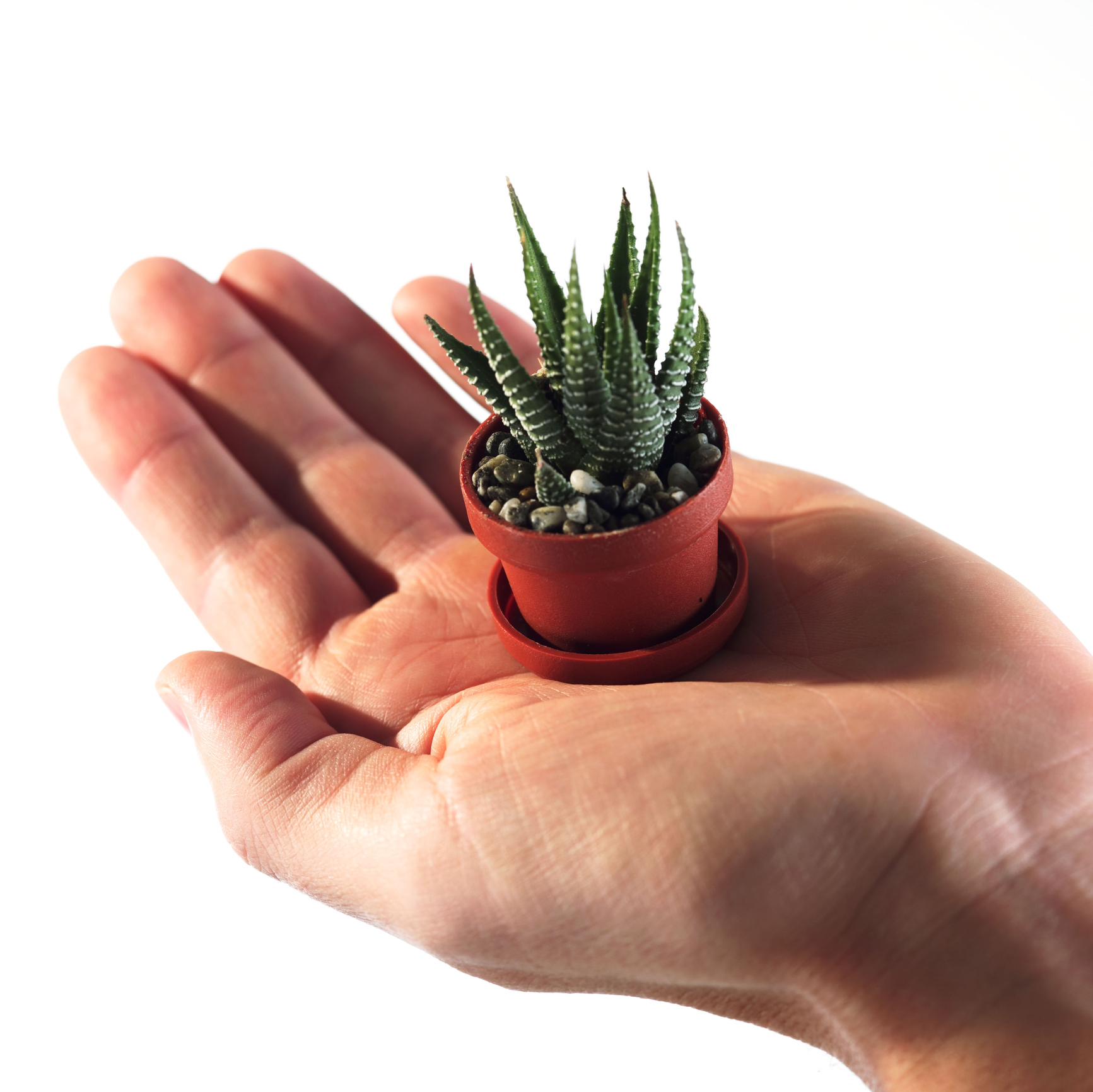 How to Grow Succulents in Containers