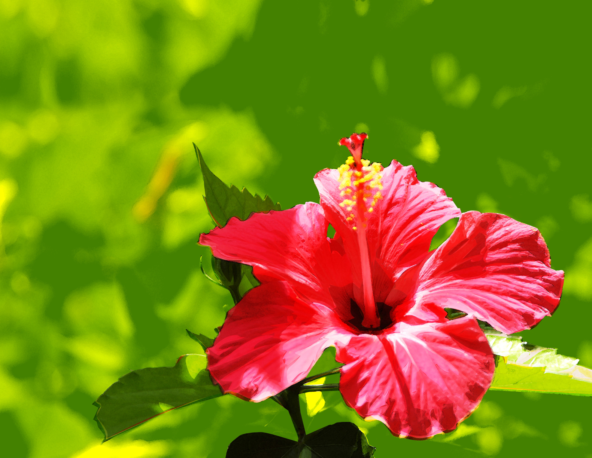 Hibiscus plant store poisonous to dogs