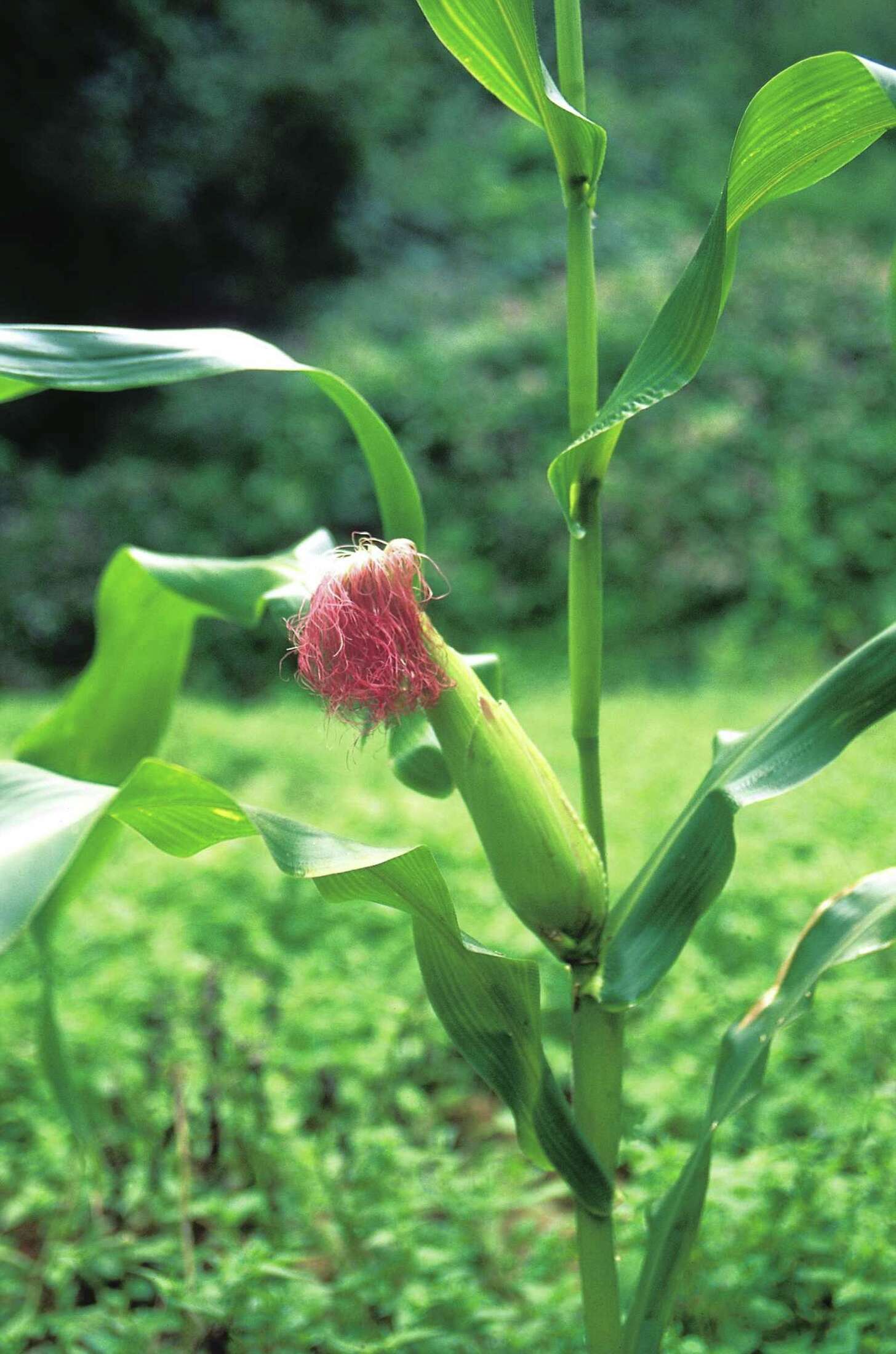 How to Grow Hominy Yourself
