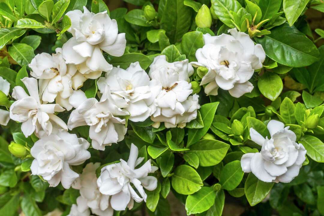 How Much Sun Should You Give Gardenias?