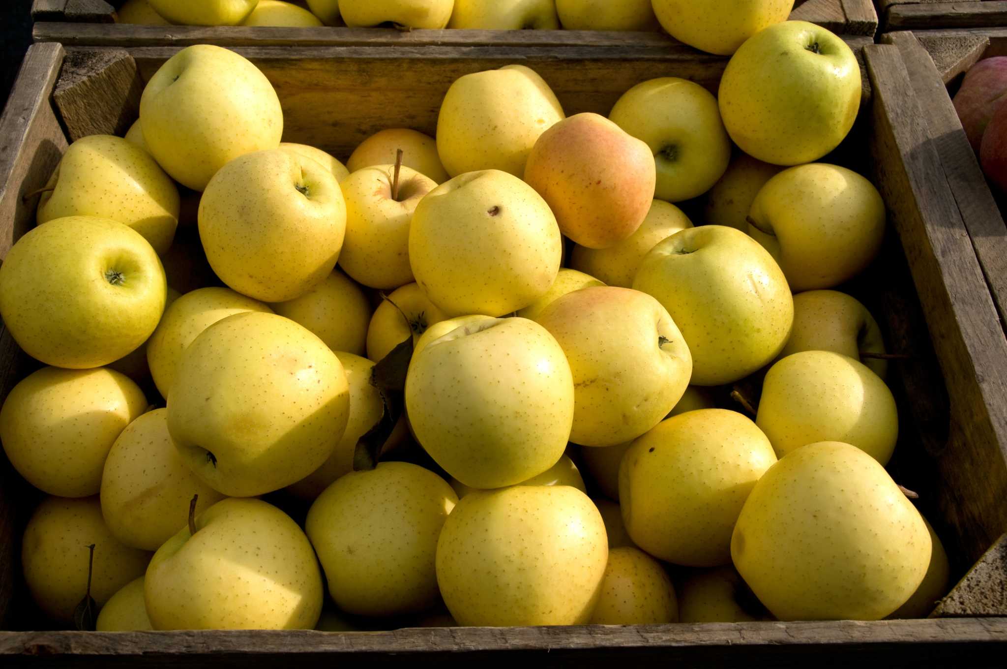 Golden Delicious apple tree: growing & harvesting - Plantura