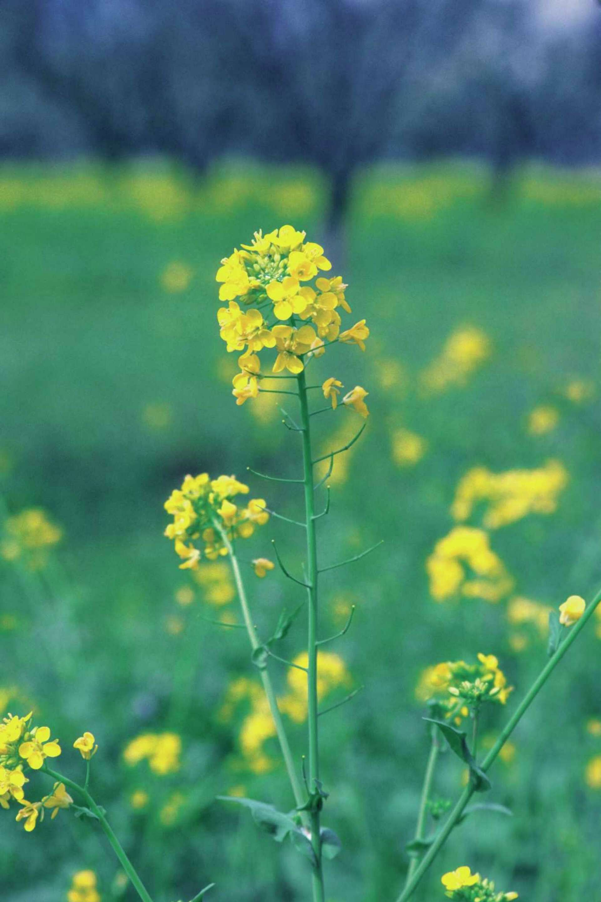 How to Grow Indian Mustard, image size:1920x2880