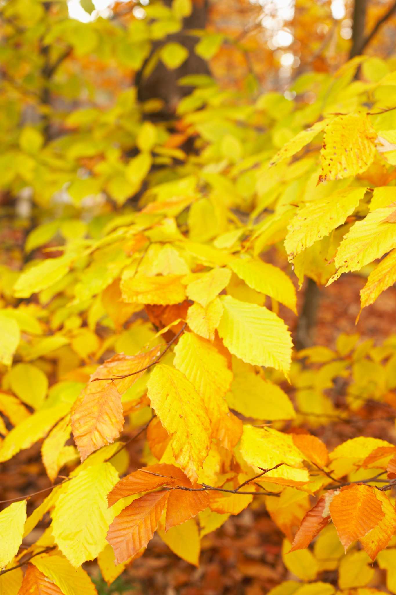 Growing Beech Nut Trees