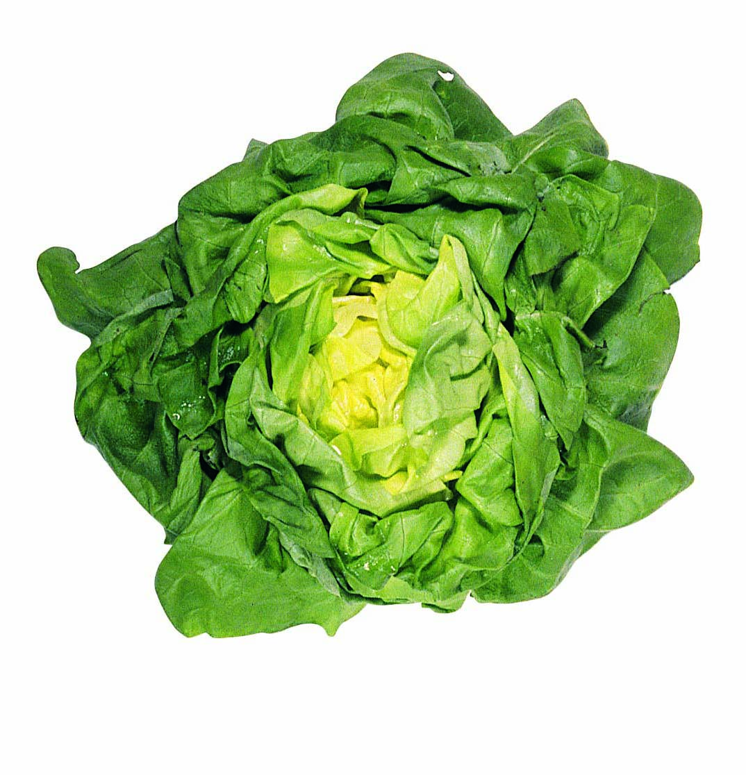 Growing Butter Bibb Lettuce