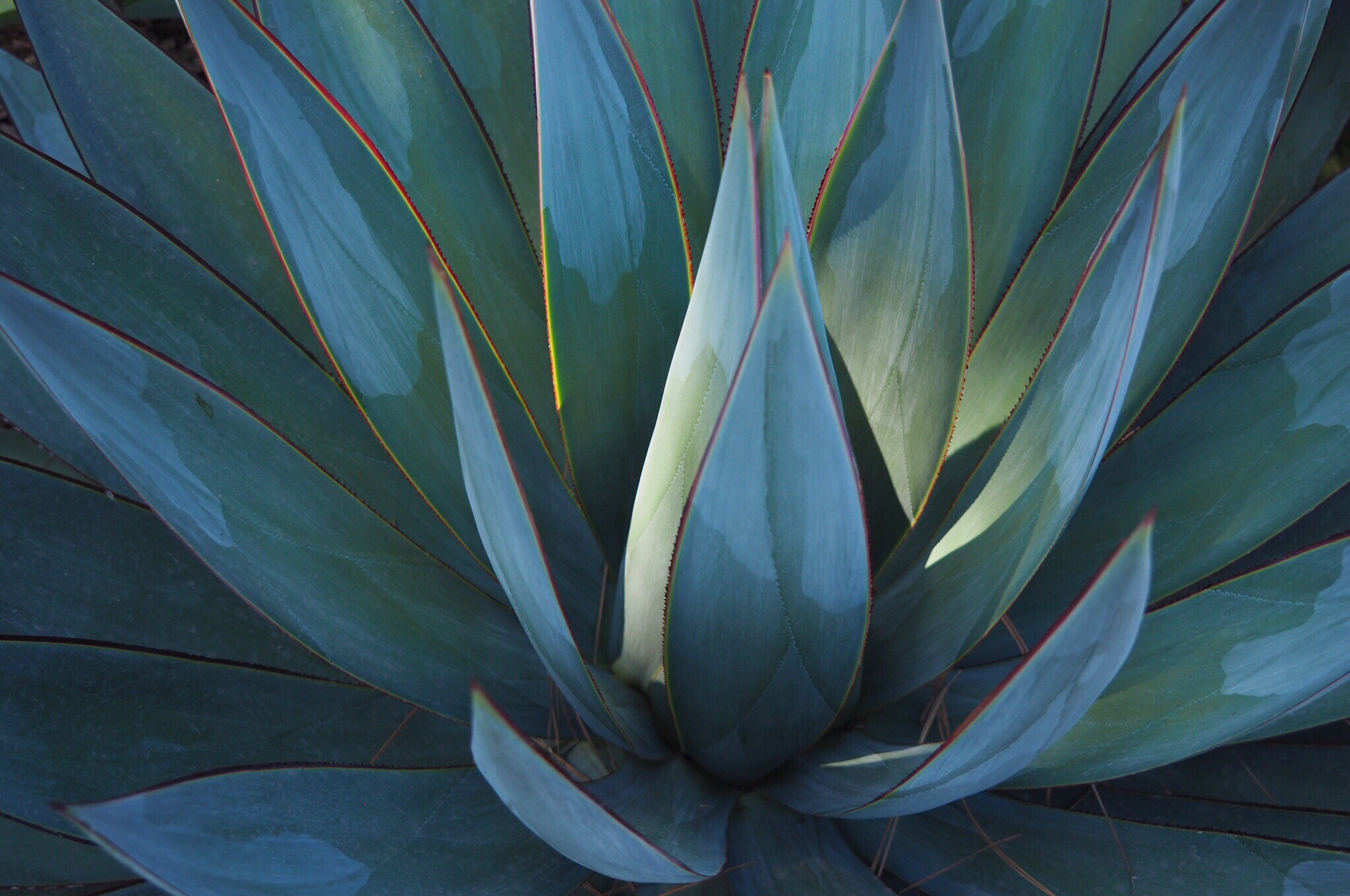 How to Care for an Indoor Aloe Plant