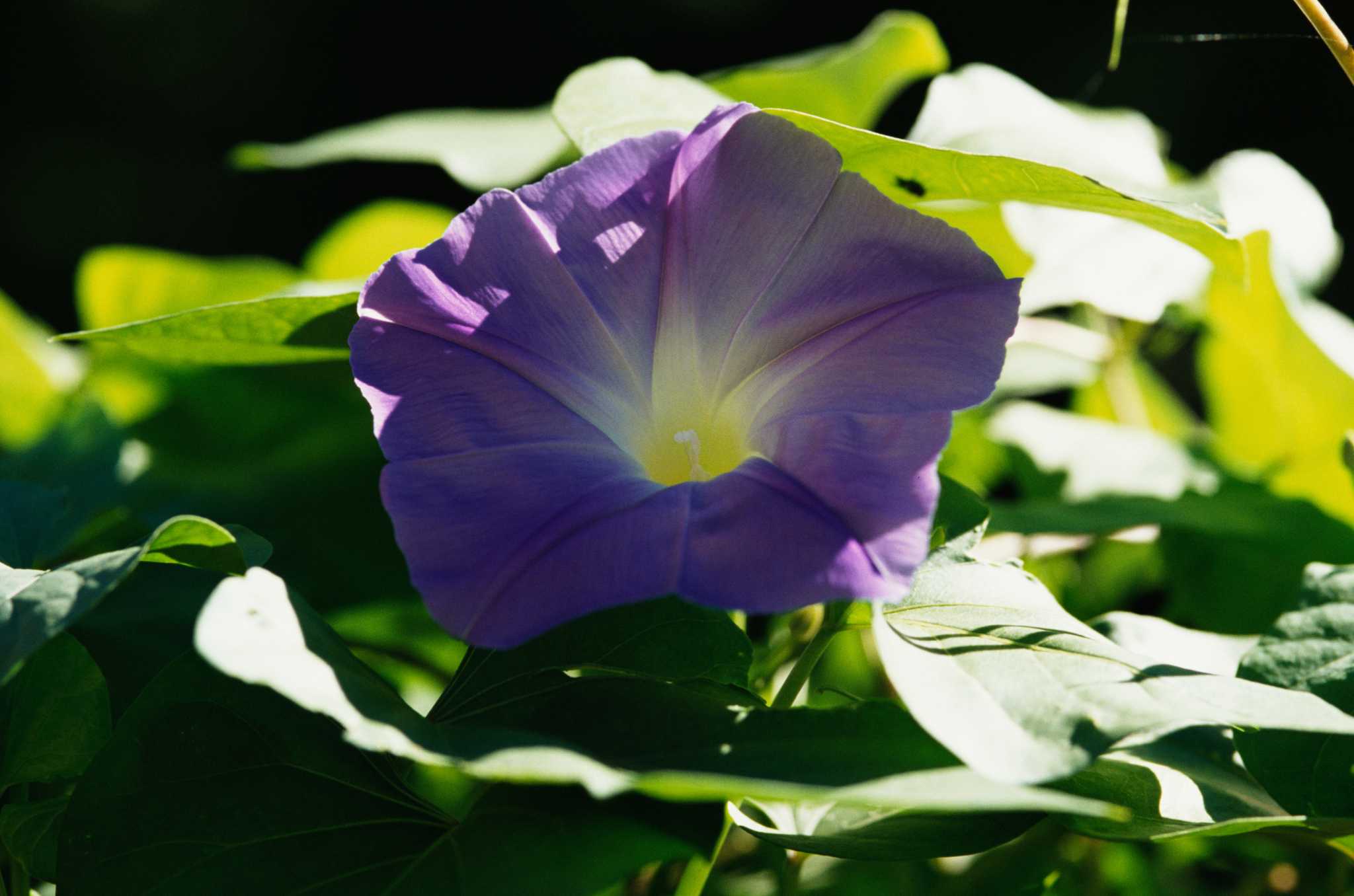 The Growing Conditions for Morning Glories