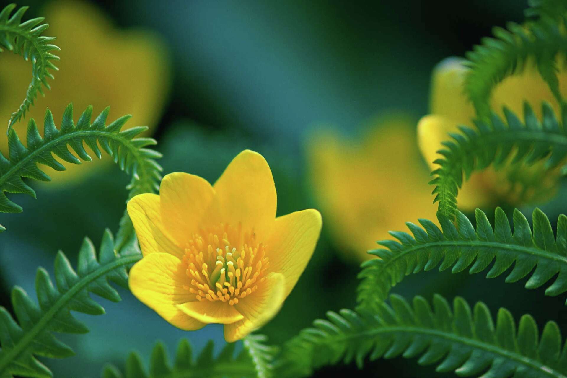 Primetime Roses Night-Blooming Evening Primrose