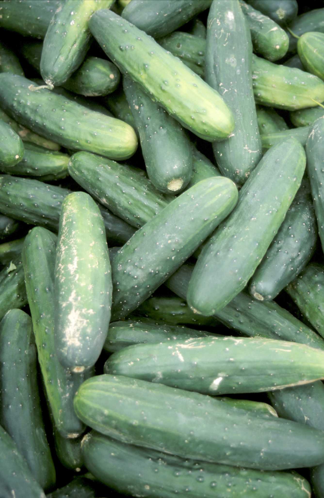 Growing Cucumbers & Melons Together