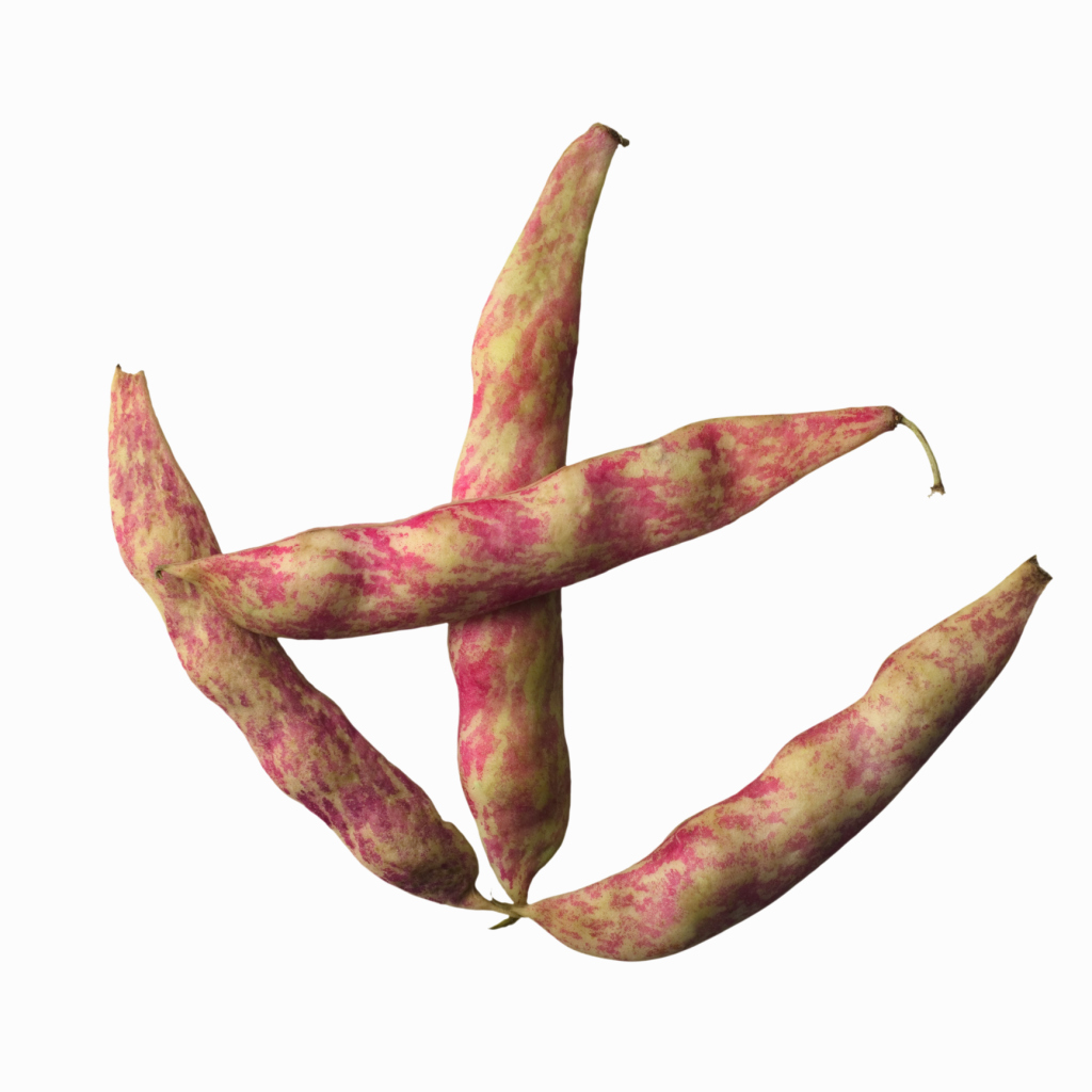 Growing Dwarf Borlotti Beans