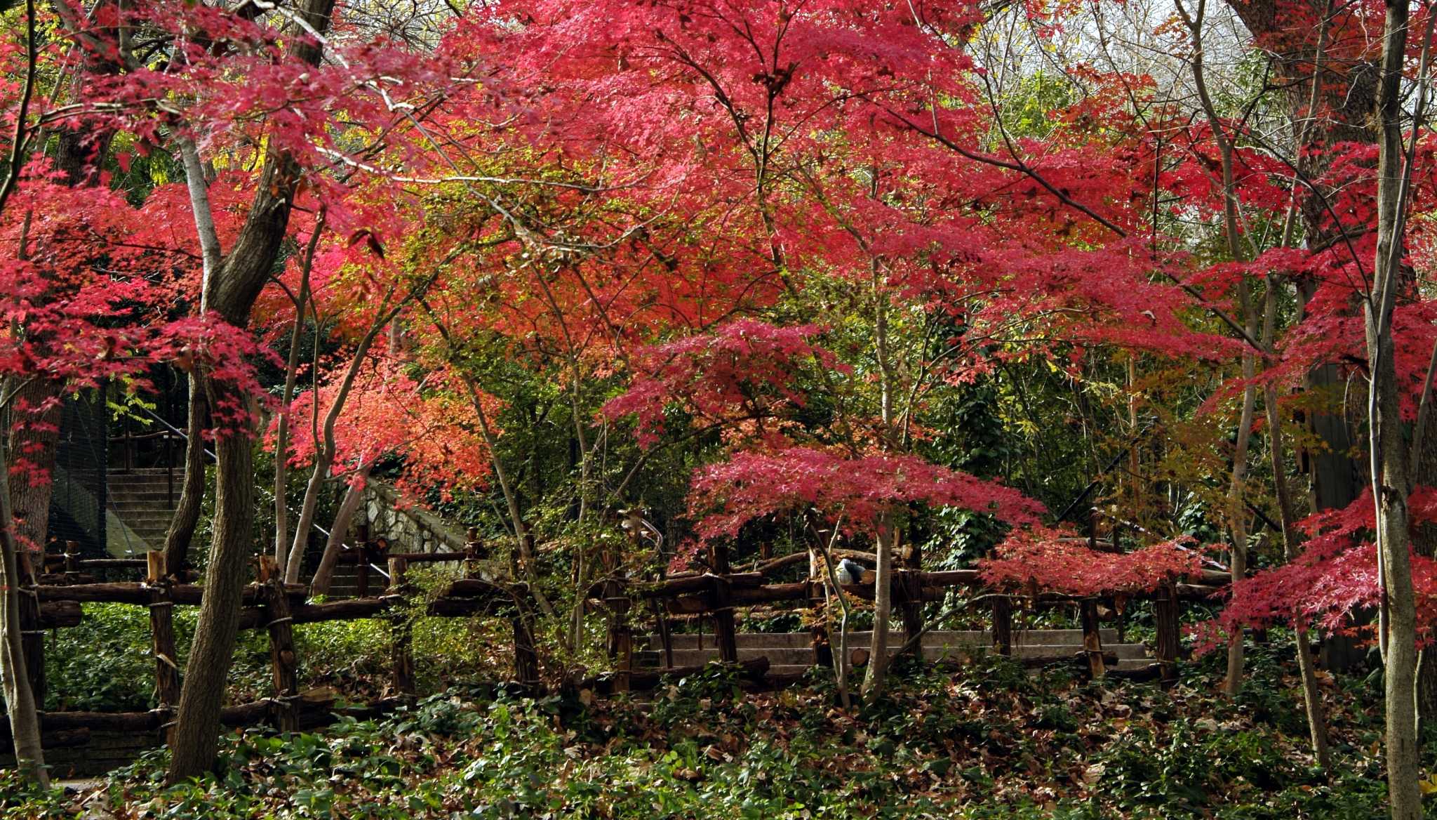 Methods of Trimming Japanese Maple Trees