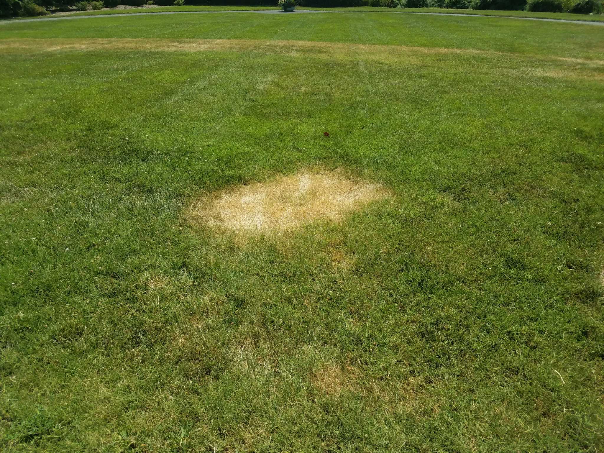 how-to-care-for-a-lawn-that-has-brown-spots-after-applying-weed-killer