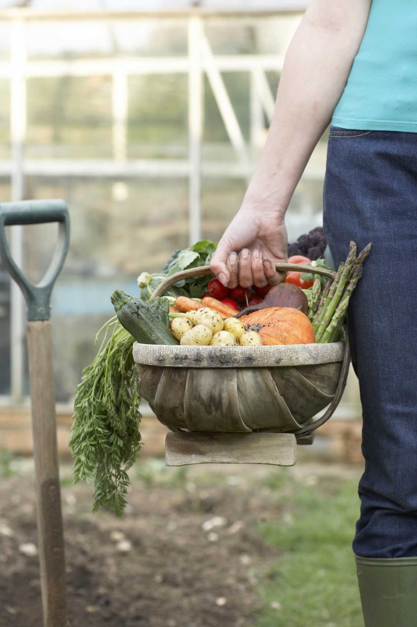 How to Make Simple Liquid Organic Fertilizer for Vegetable Gardens