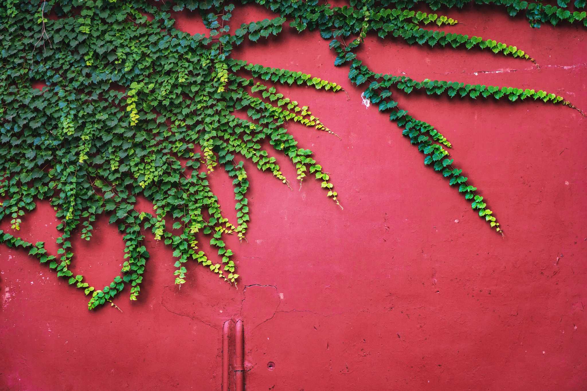 How to Grow Ivy on Walls
