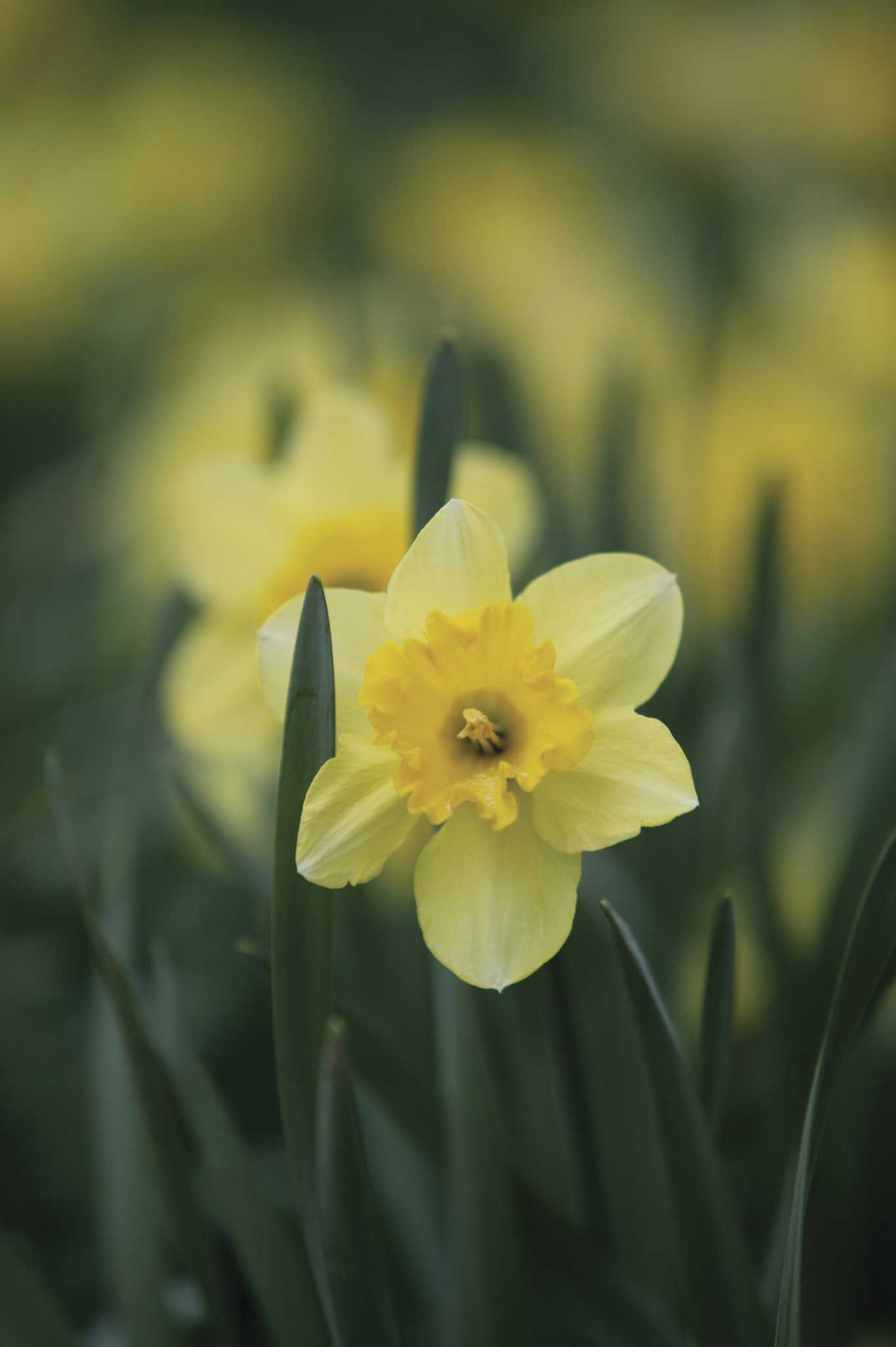 How to Care for Mini Jonquils in Pots