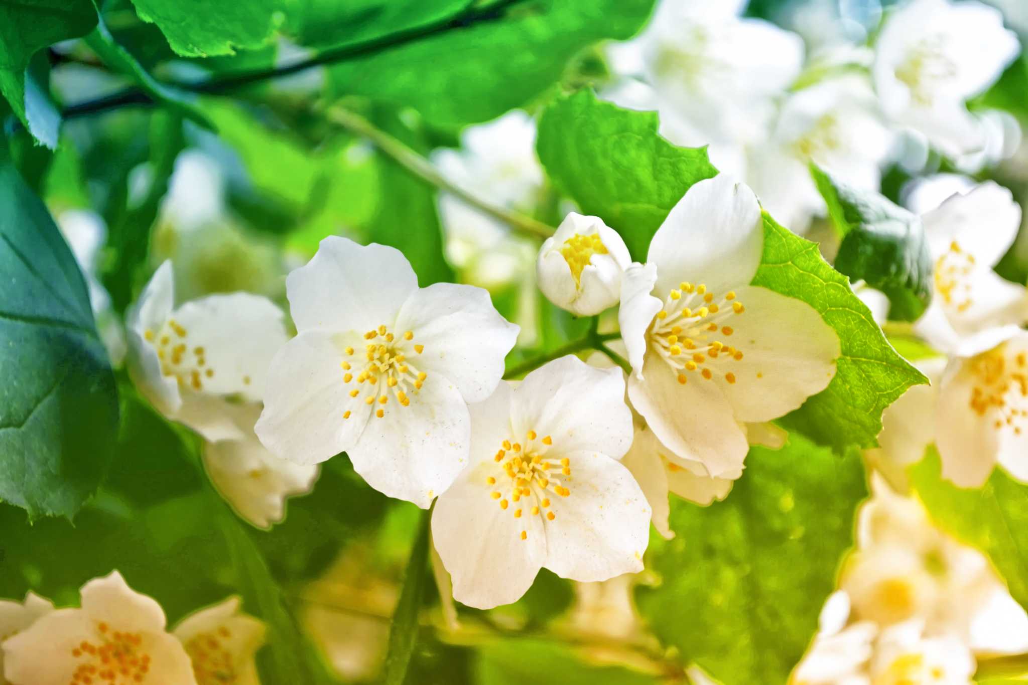 Where to Plant Jasmine Shade or Sun?