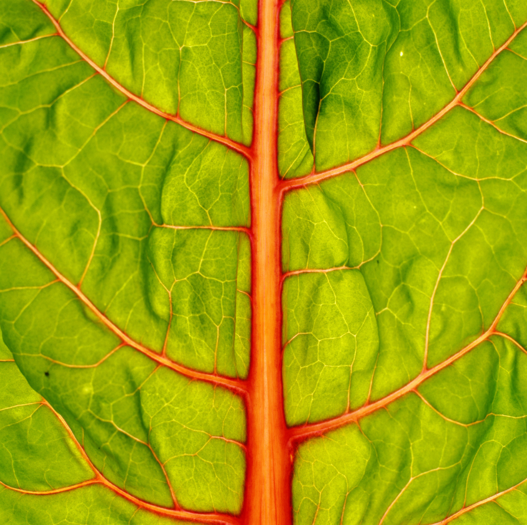 How to Grow Kale & Chard in Pots