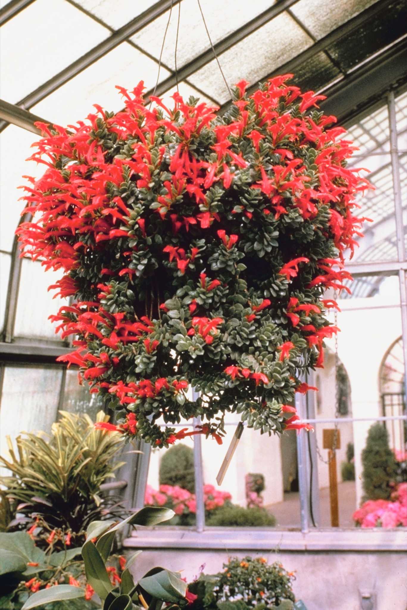 How to Grow Large Hanging Flower Baskets