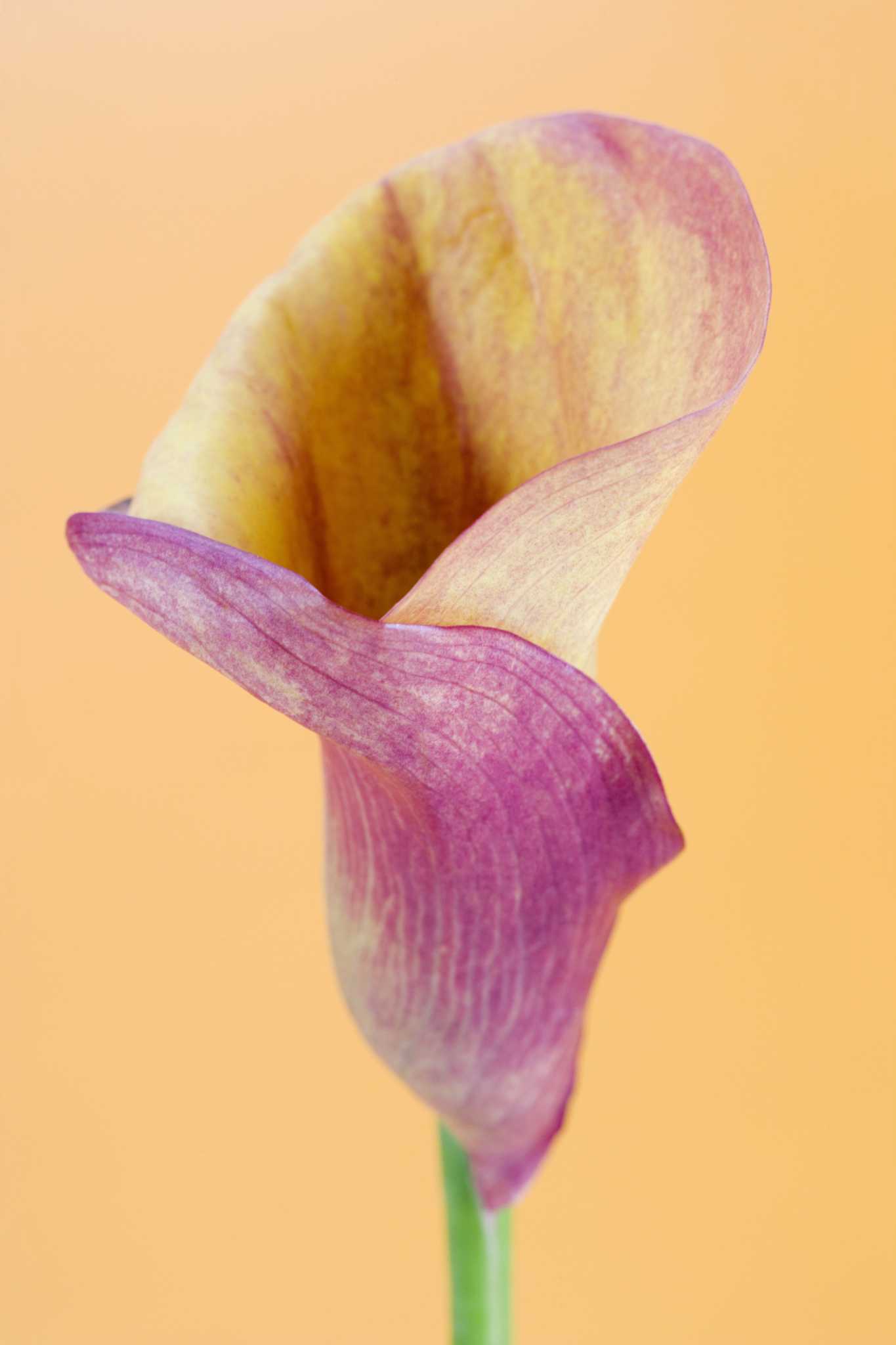 How to Care for Outdoor Calla Lilies