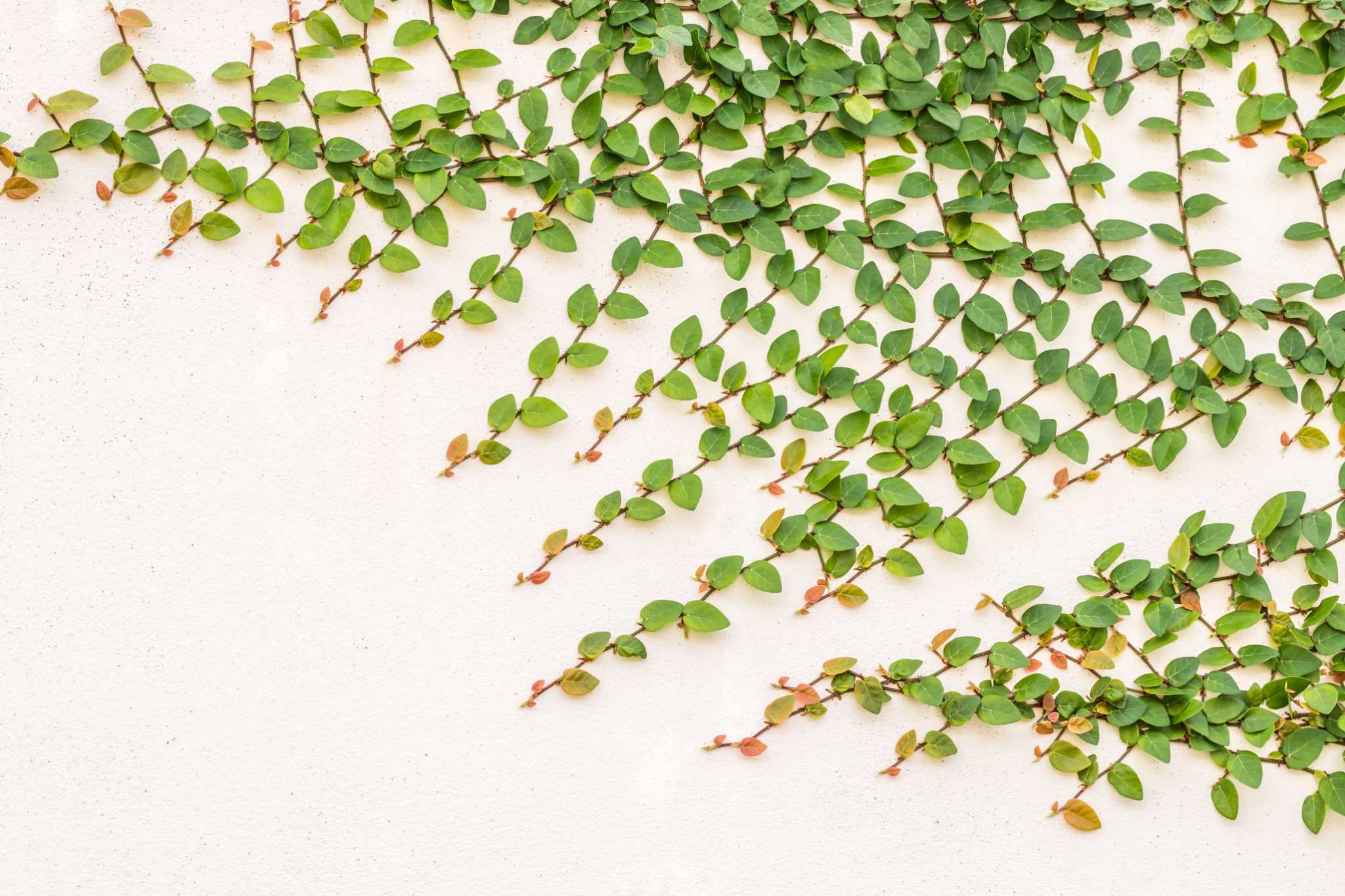 How to Care for Outdoor Ficus Trees