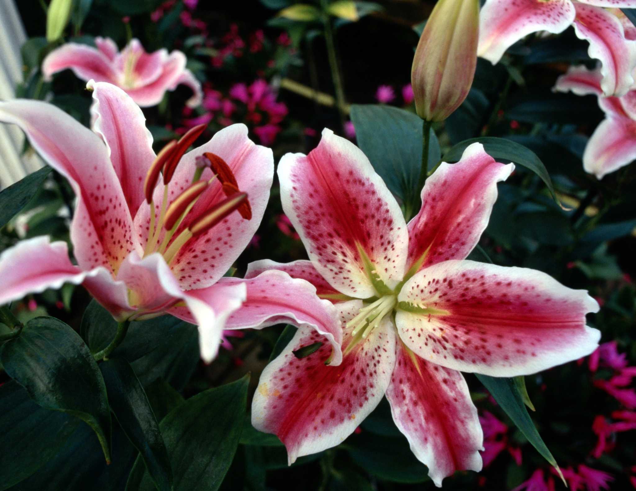 How to Grow Lilies in a Container