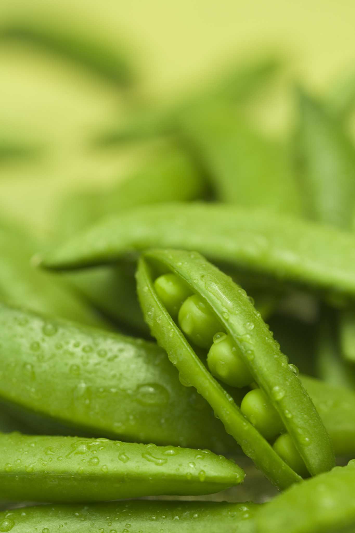 How to Grow Little Marvel Peas Indoors