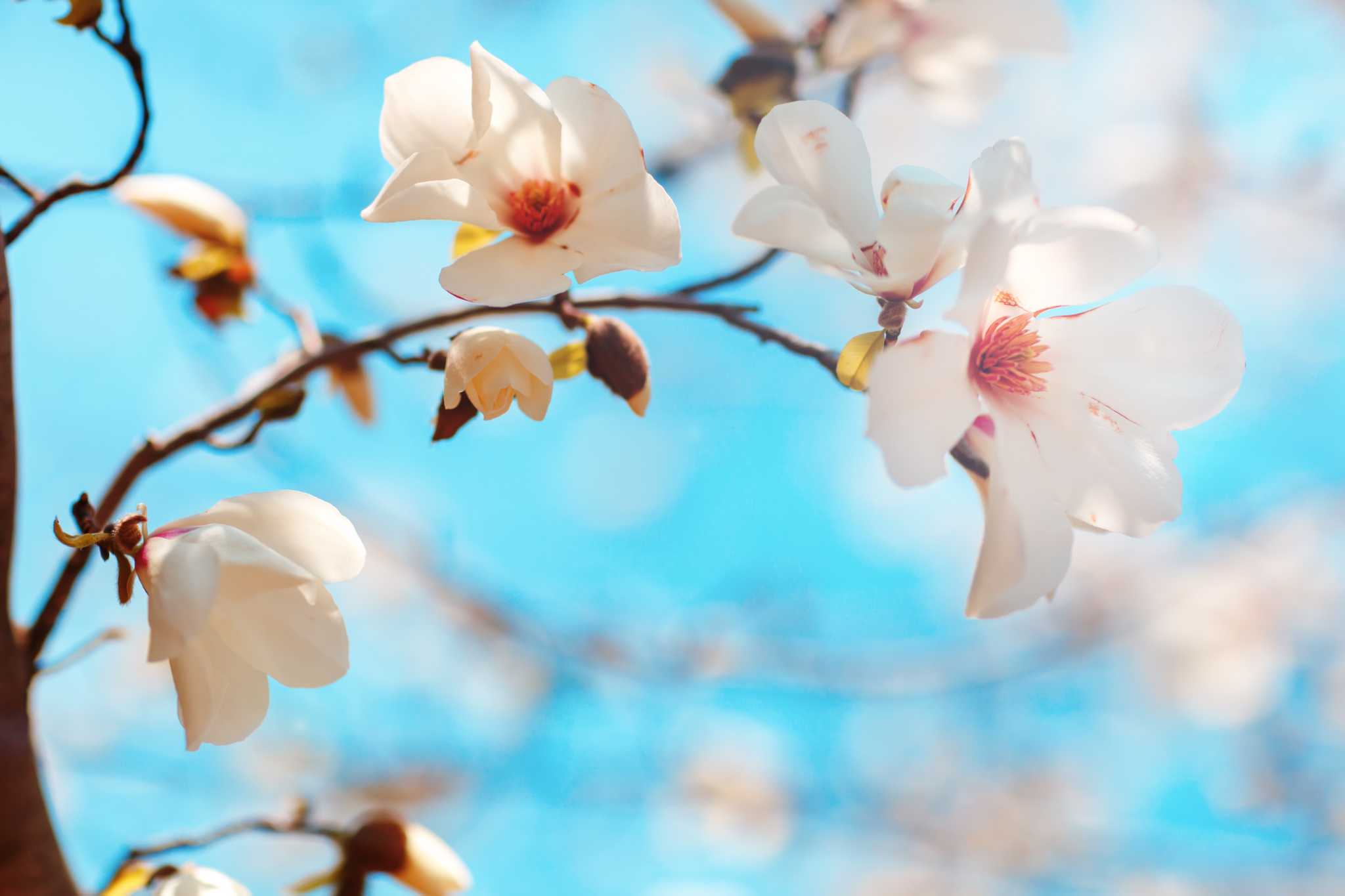 Magnolia Tree Branch Propagation