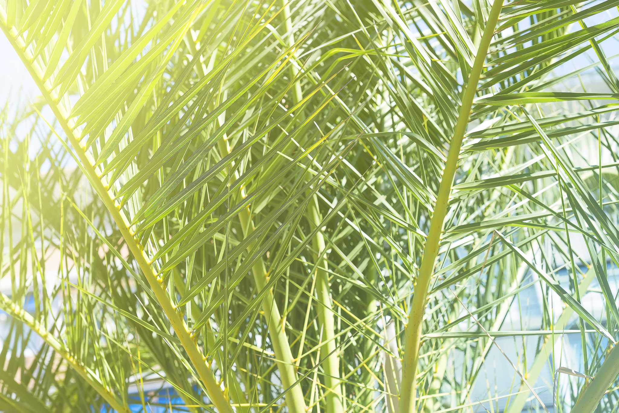 What Palms Do Best in Containers?