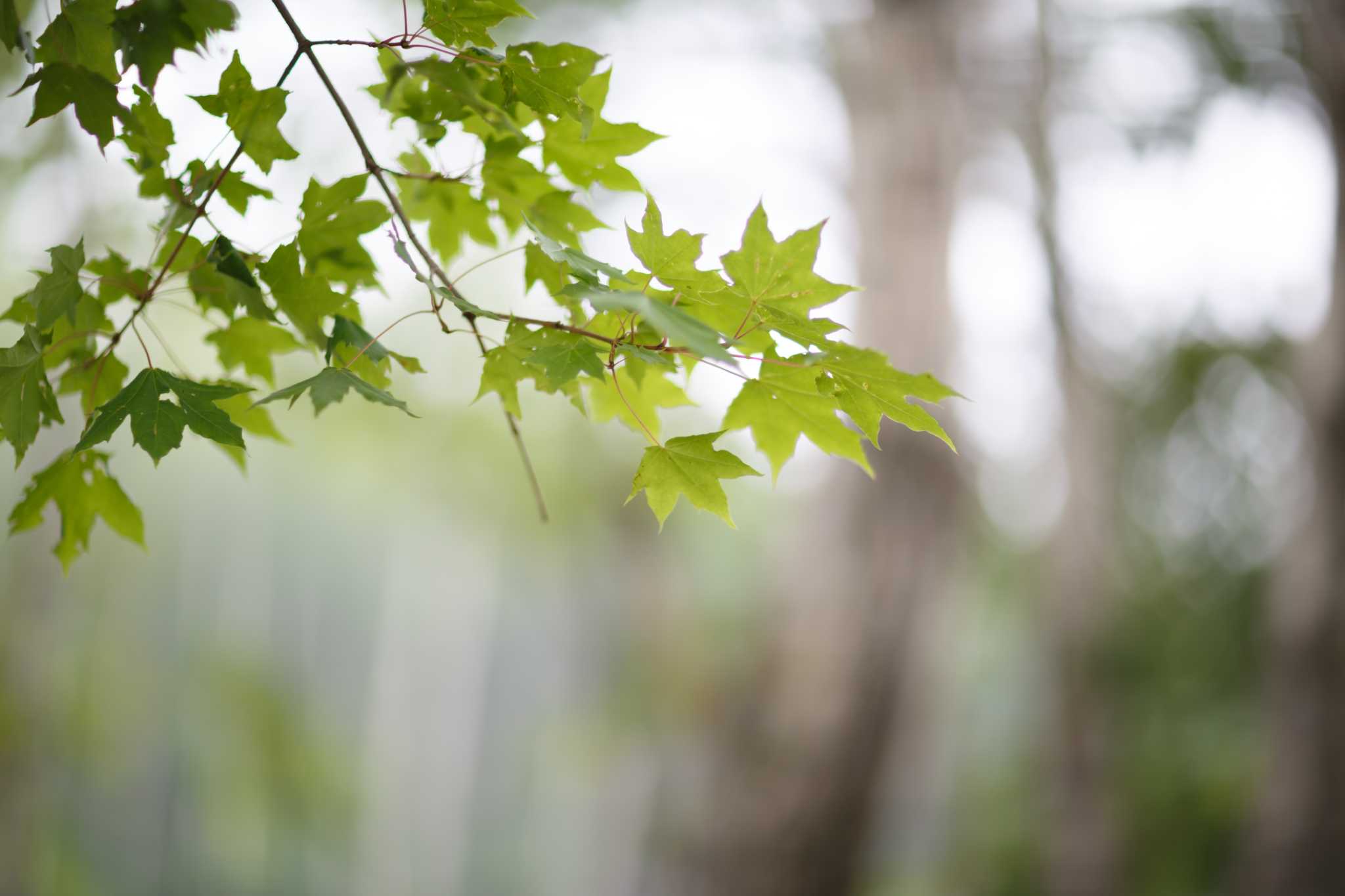 How to Grow Maple Tree Cuttings