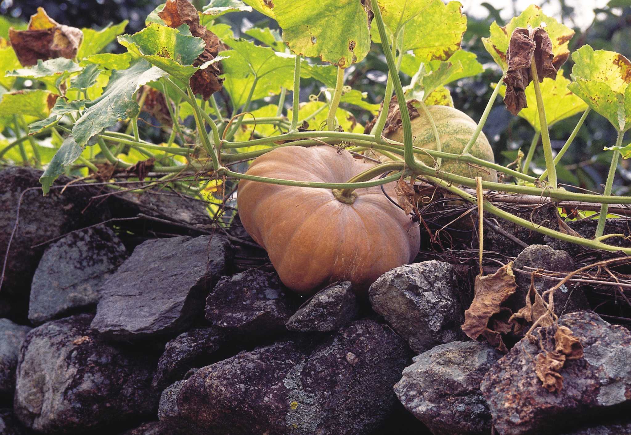 How to Grow MildewFree Pumpkins