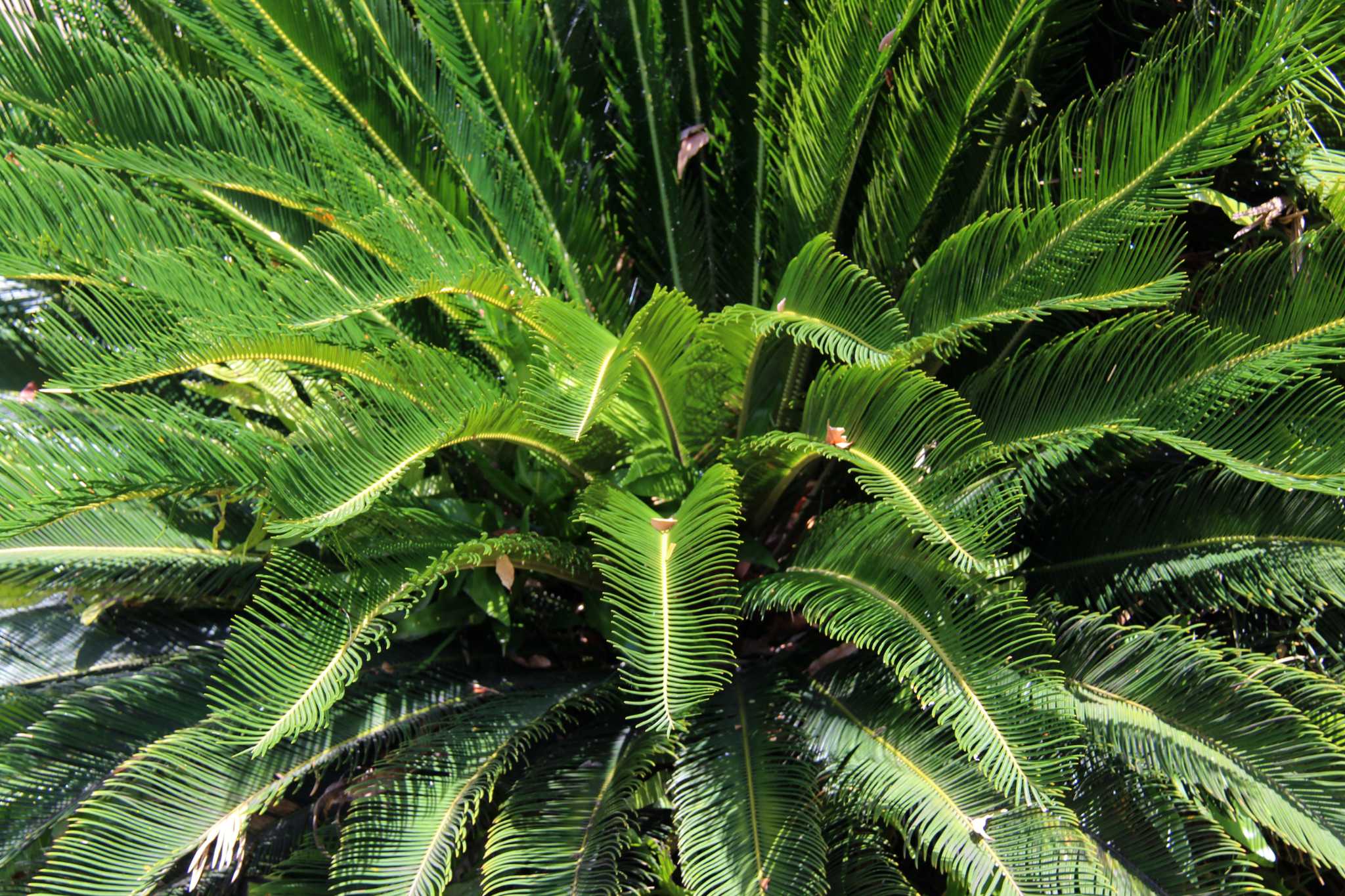 How to Remove Pups From Sago Palms