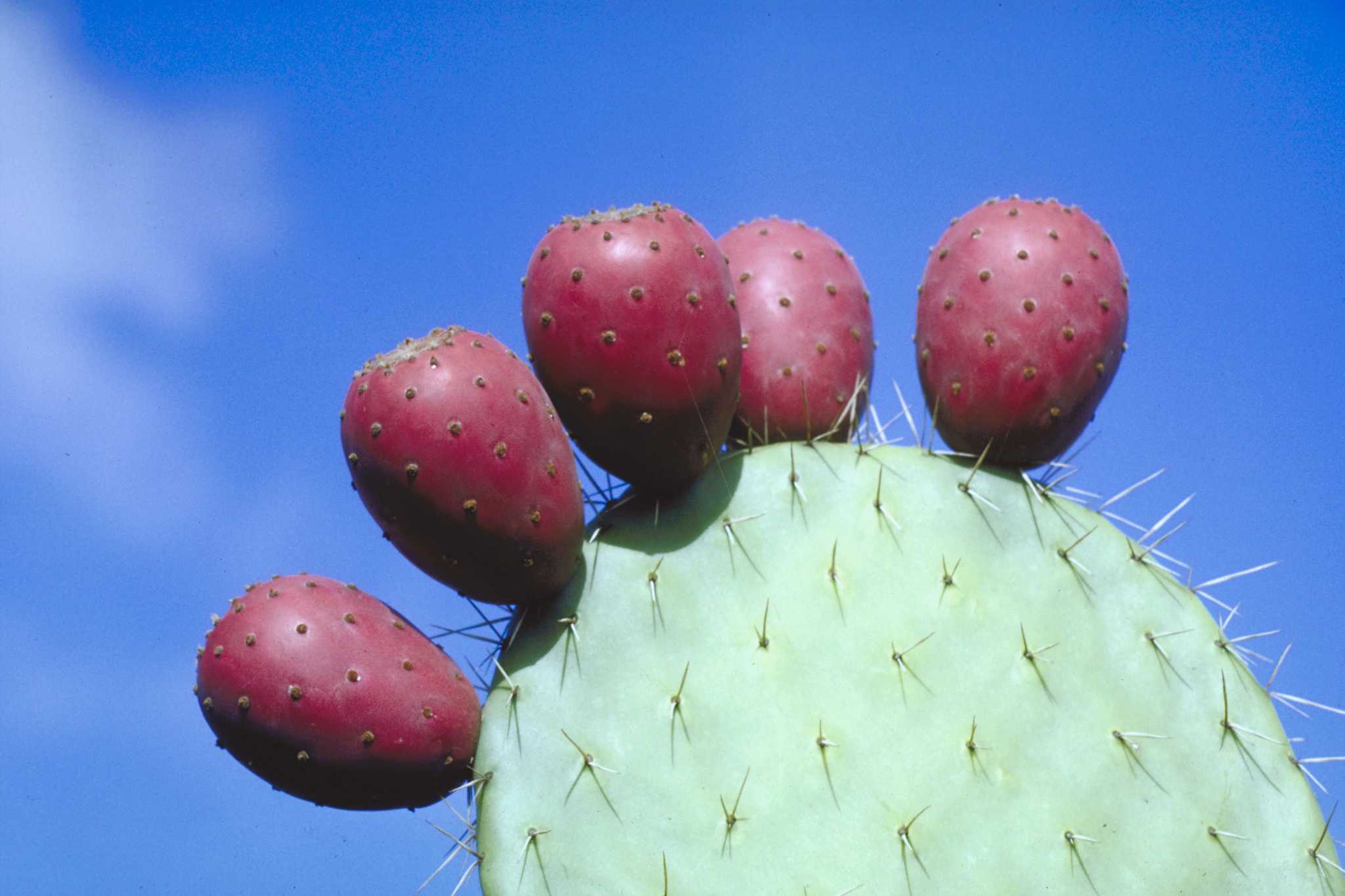 How to Grow Opuntia Cactus