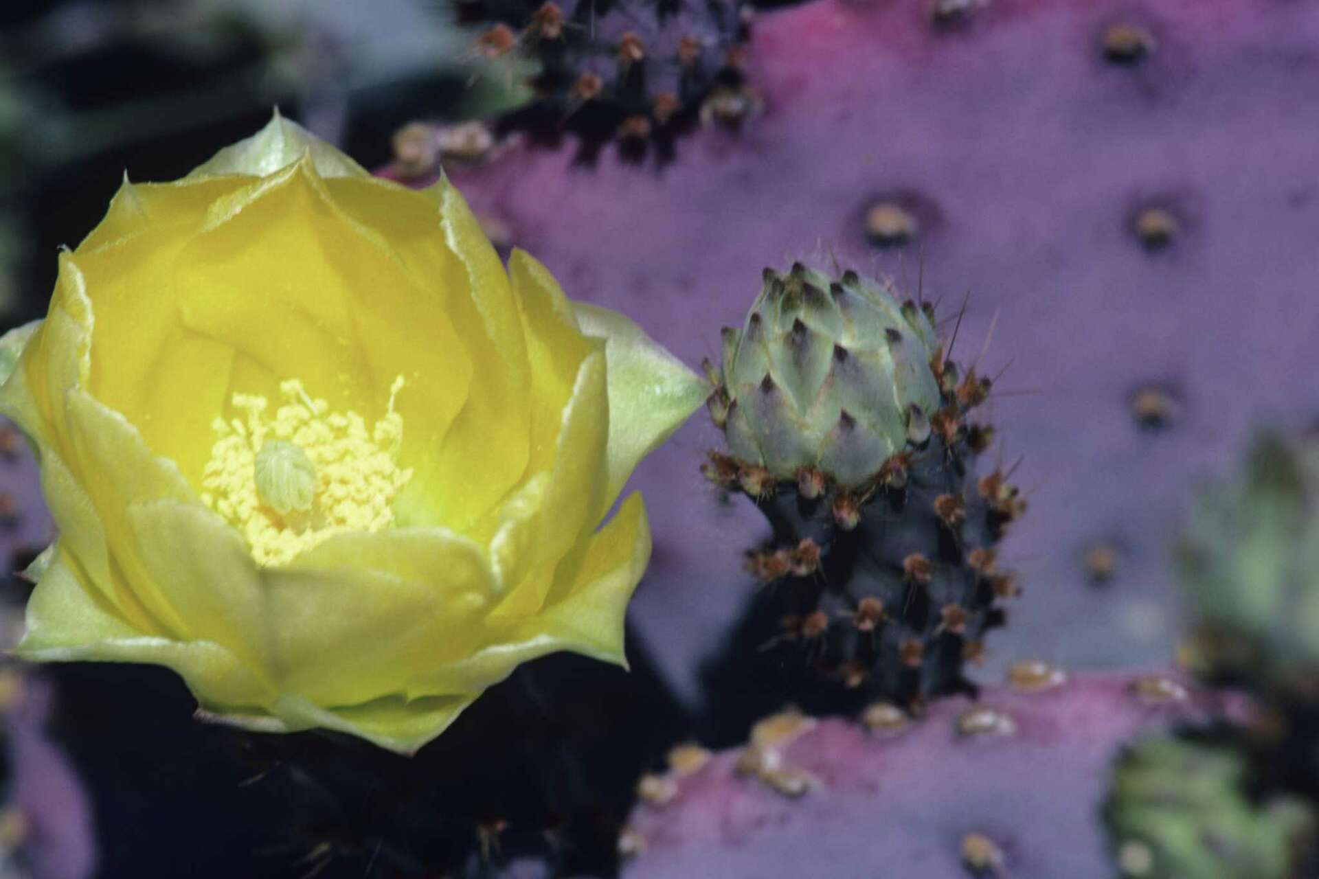 Santa Rita Tree How to Grow Opuntia Santa Rita