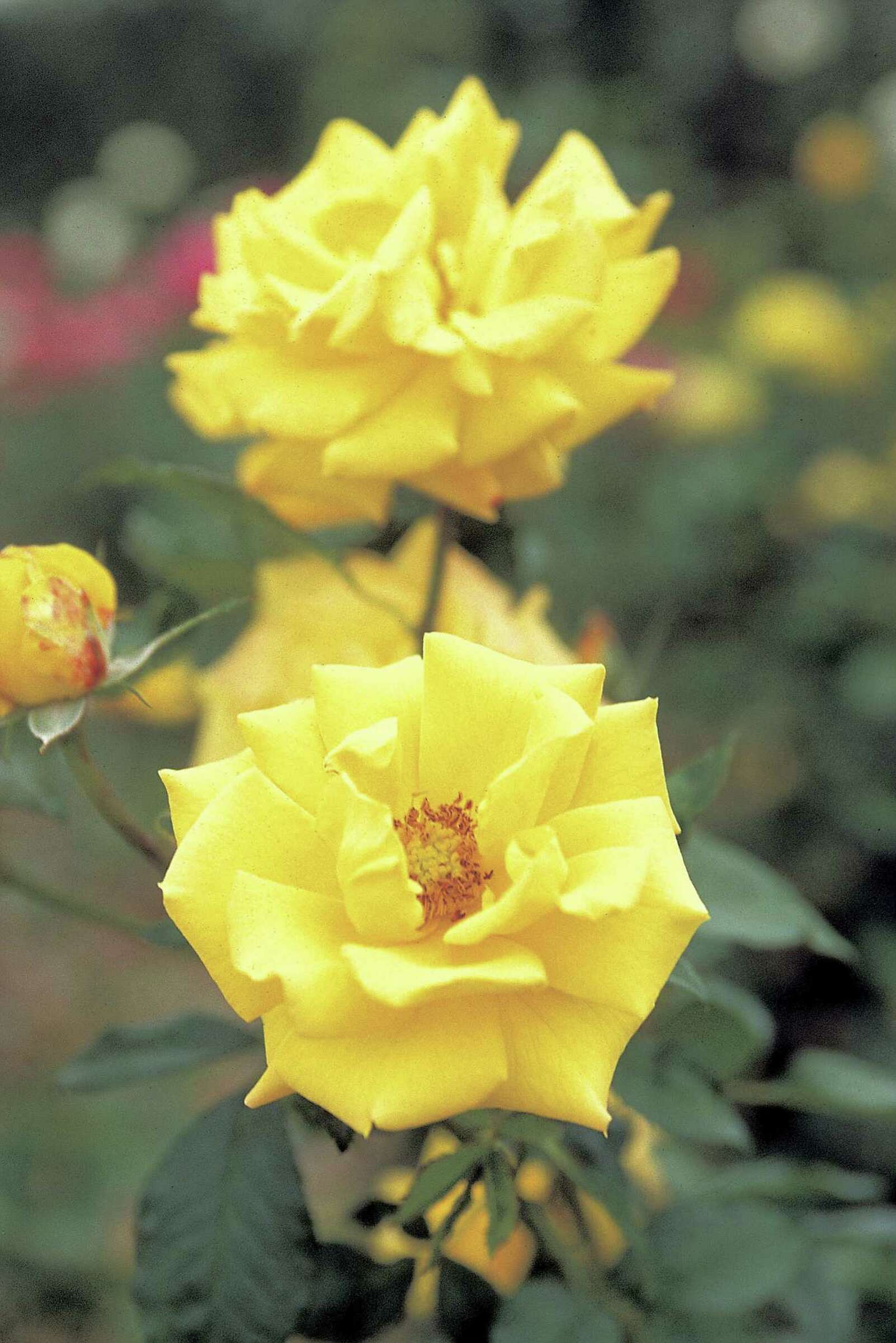 How to Care for Sun Flare Floribunda Roses