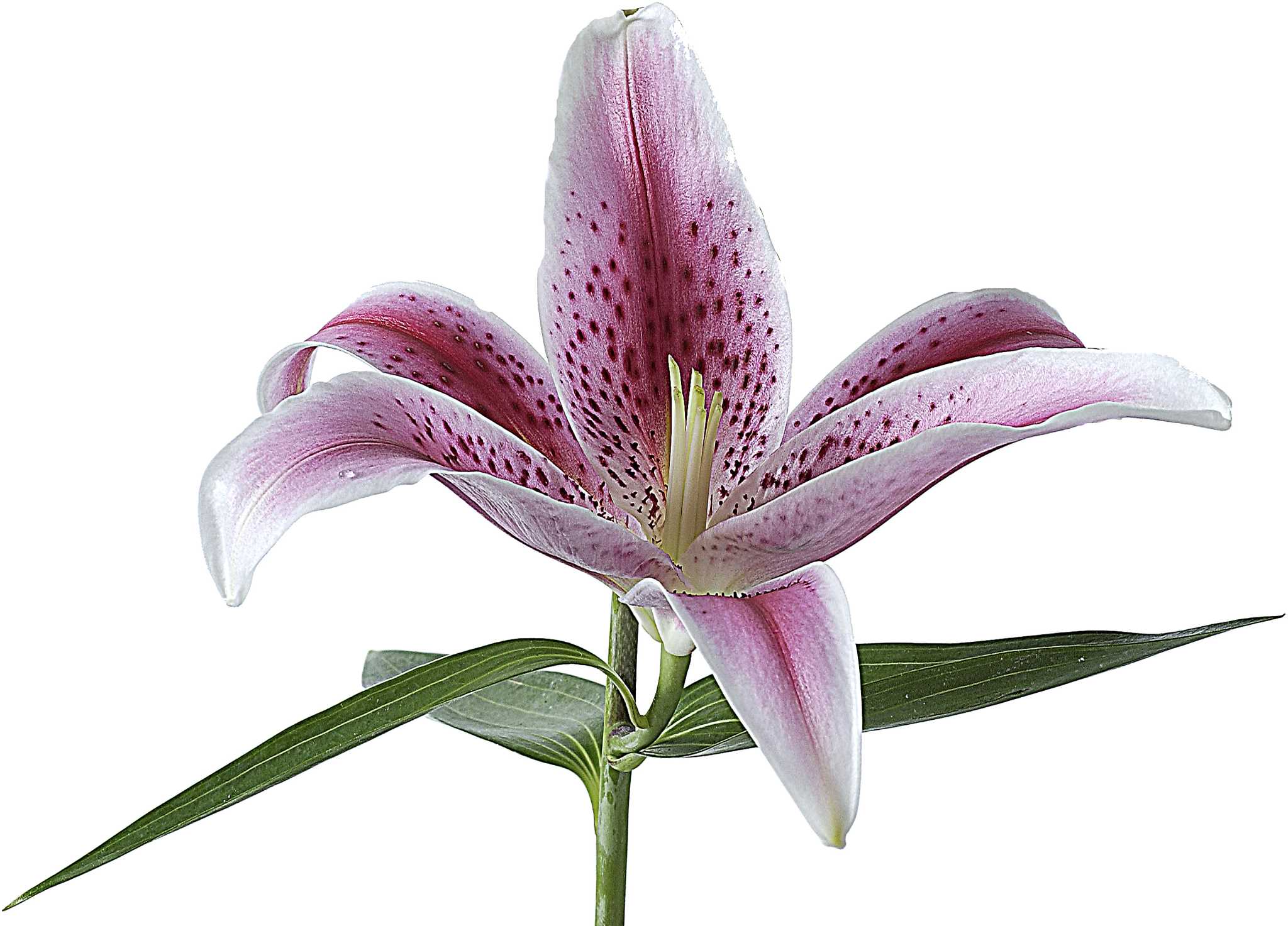 How to Grow Oriental Stargazer Lilies Indoors