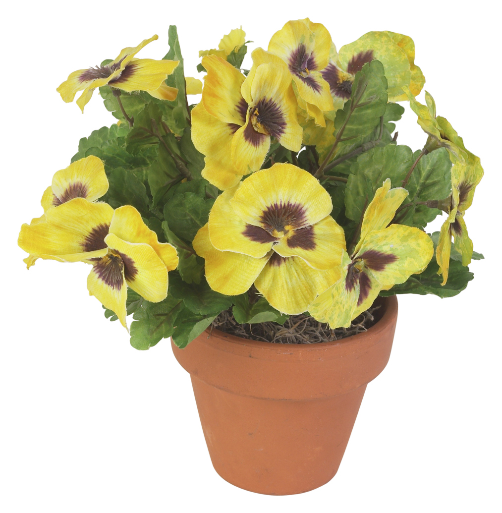 How to Grow Pansy Seeds Indoors